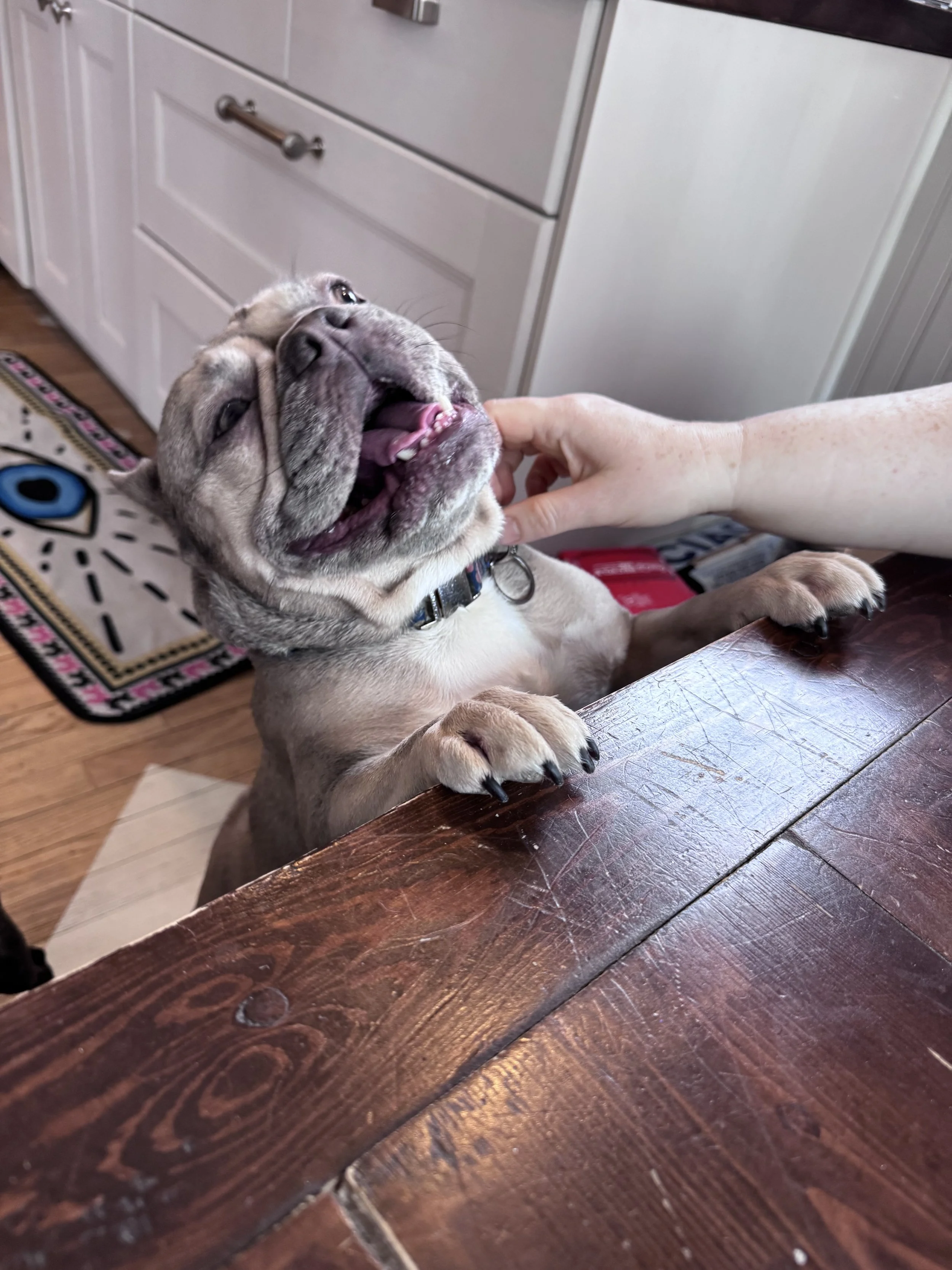 A small dog with a wrinkled face and light fur is lying on a wooden table, being petted under the chin by a person. The dog appears to be smiling or yawning, with its mouth open and eyes partly closed. In the background, there's a white cabinet and a decorative rug on a wooden floor.