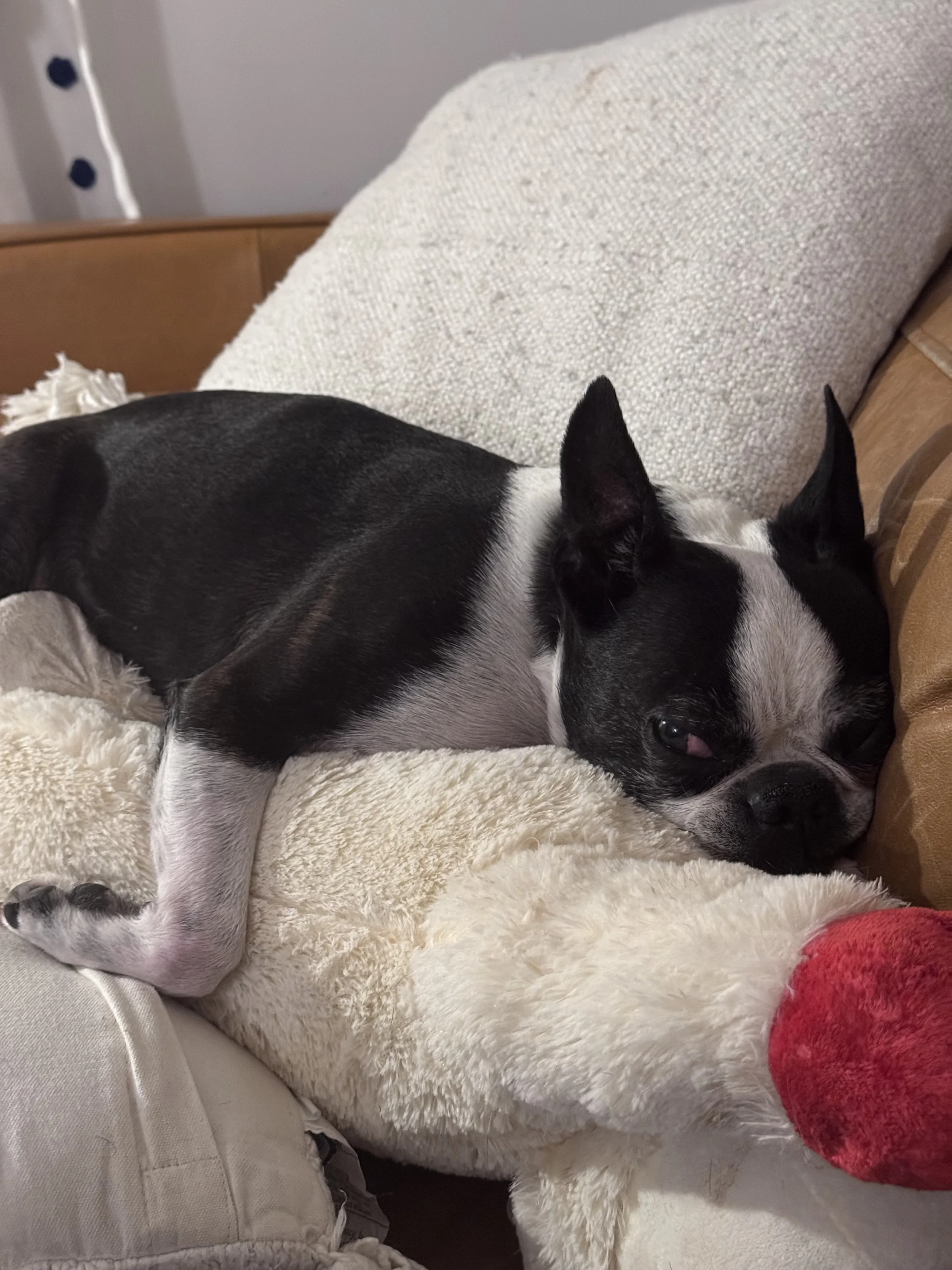 A black and white Boston Terrier dog lying on a fluffy white blanket with a red plush toy nearby, resting its head on a beige pillow.
