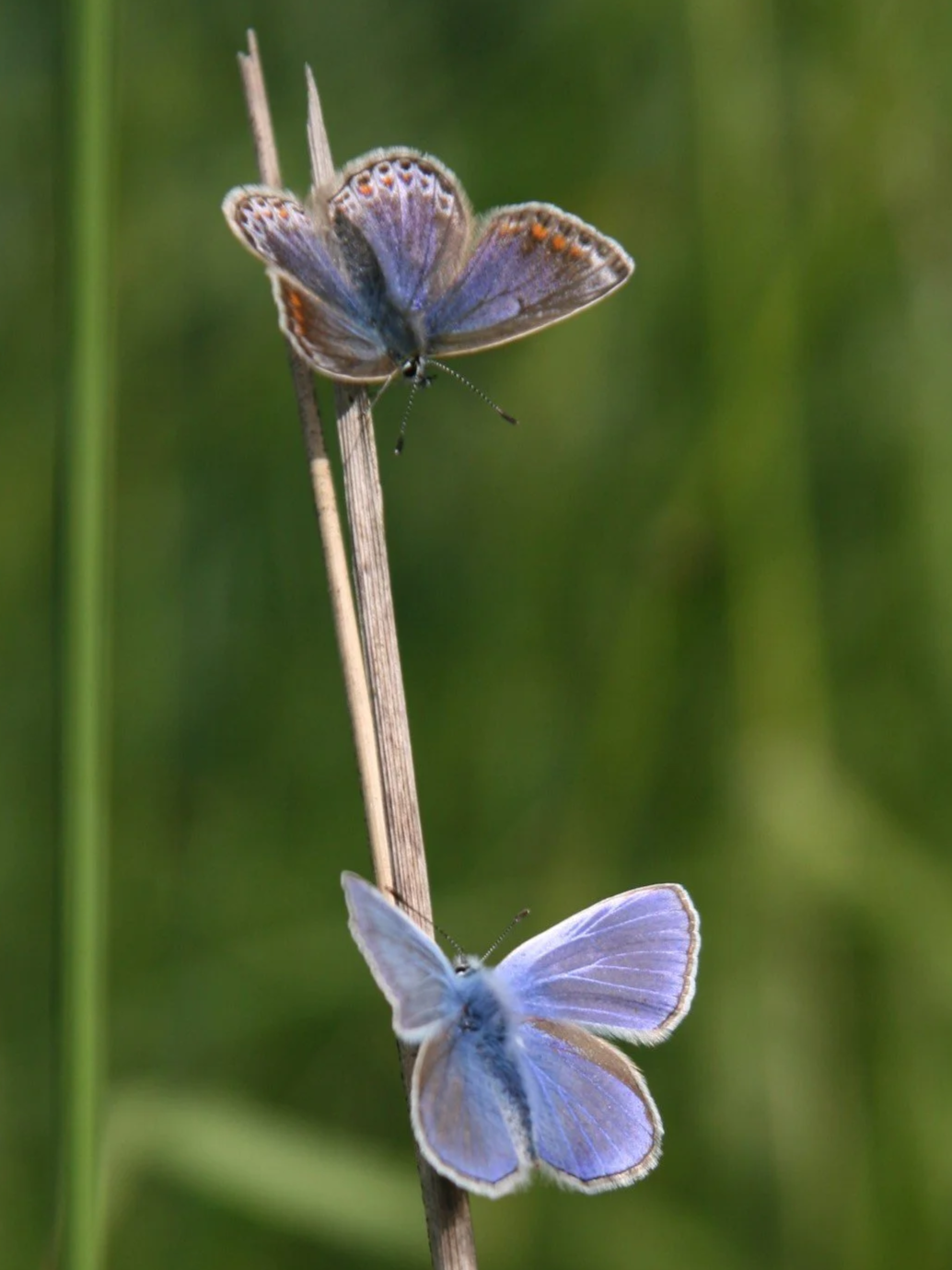 IMG_0176.png