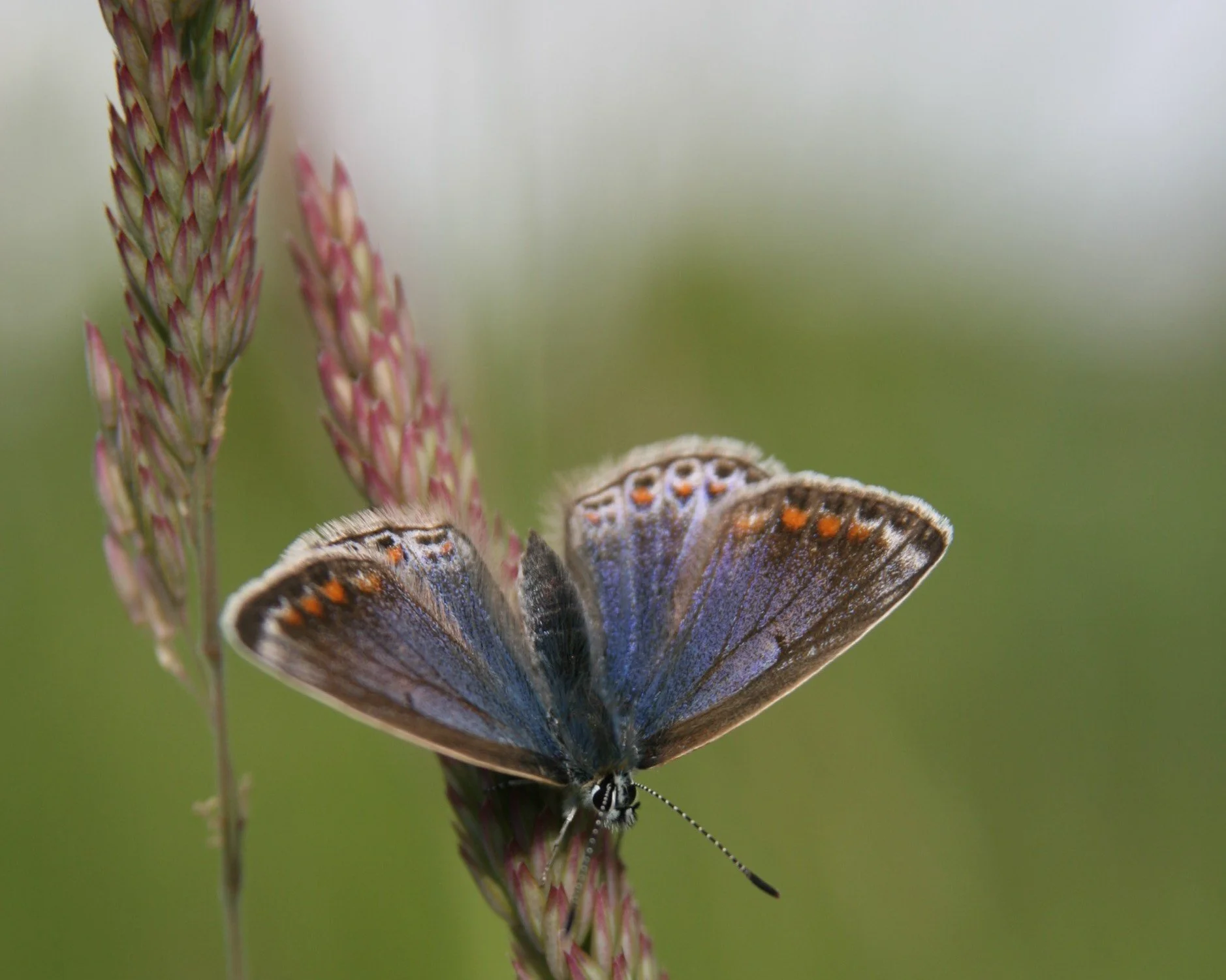 Common blue butterfly at Milden.jpg