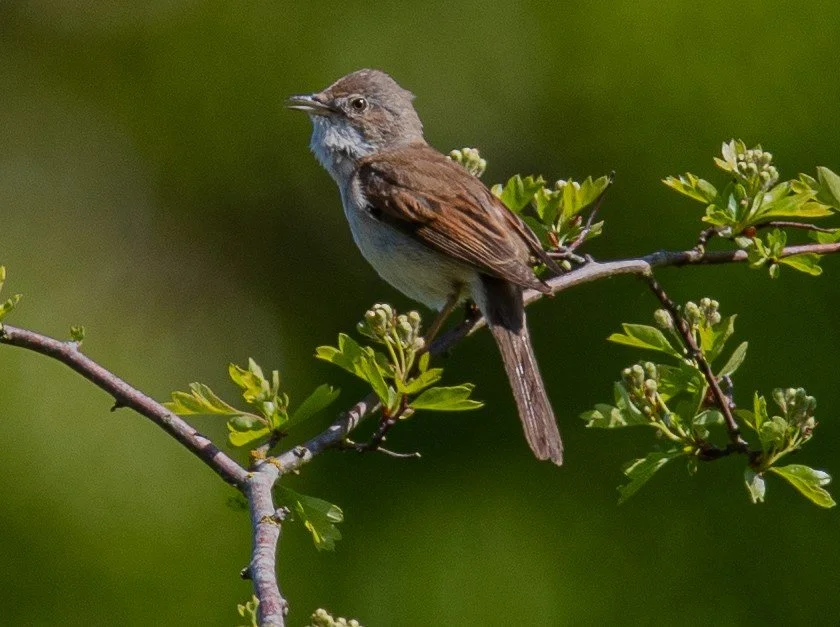 Whitethroat FB cr.jpg