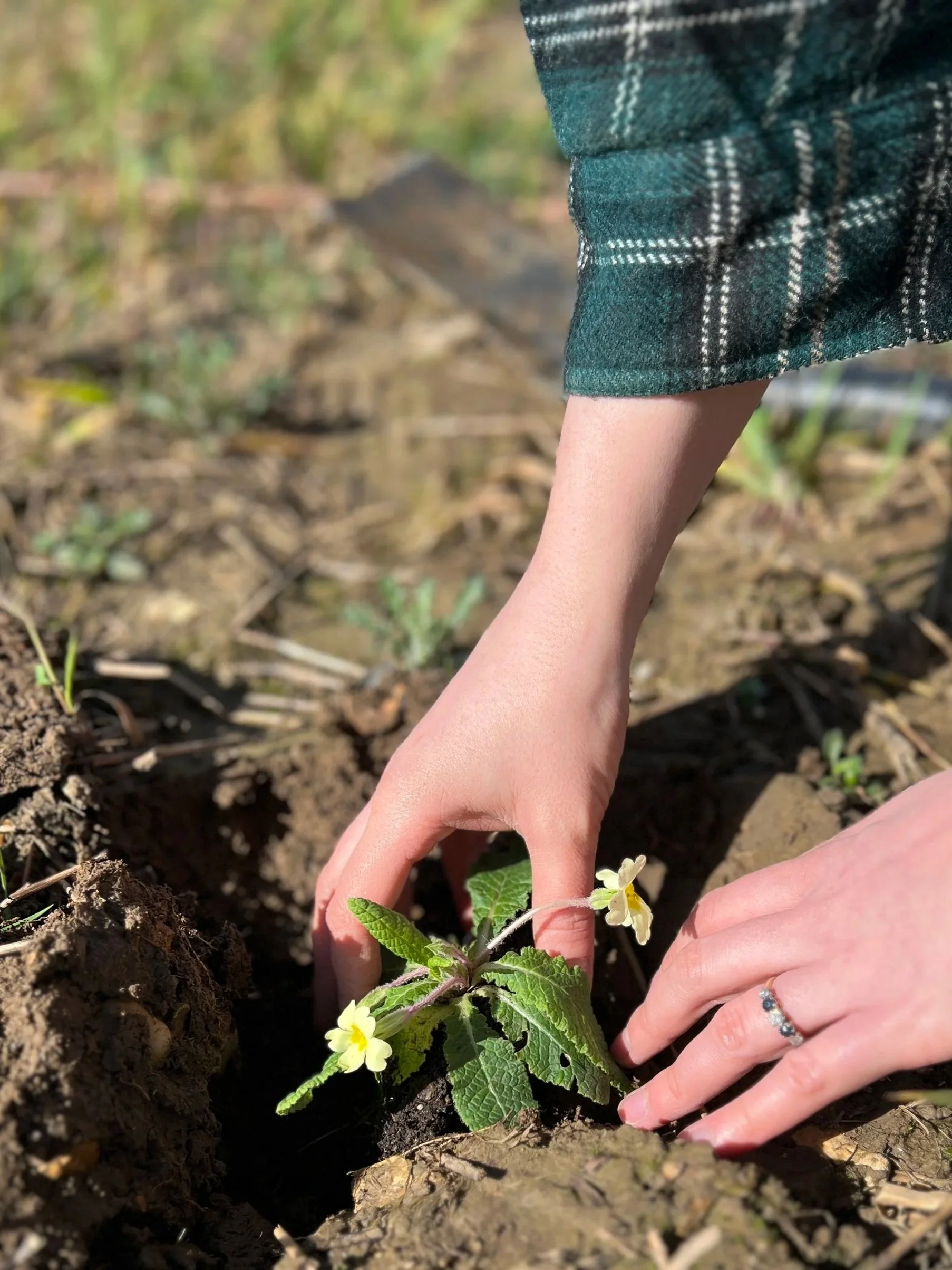...gently planting primroses, wild garlic, wood anemones ...
