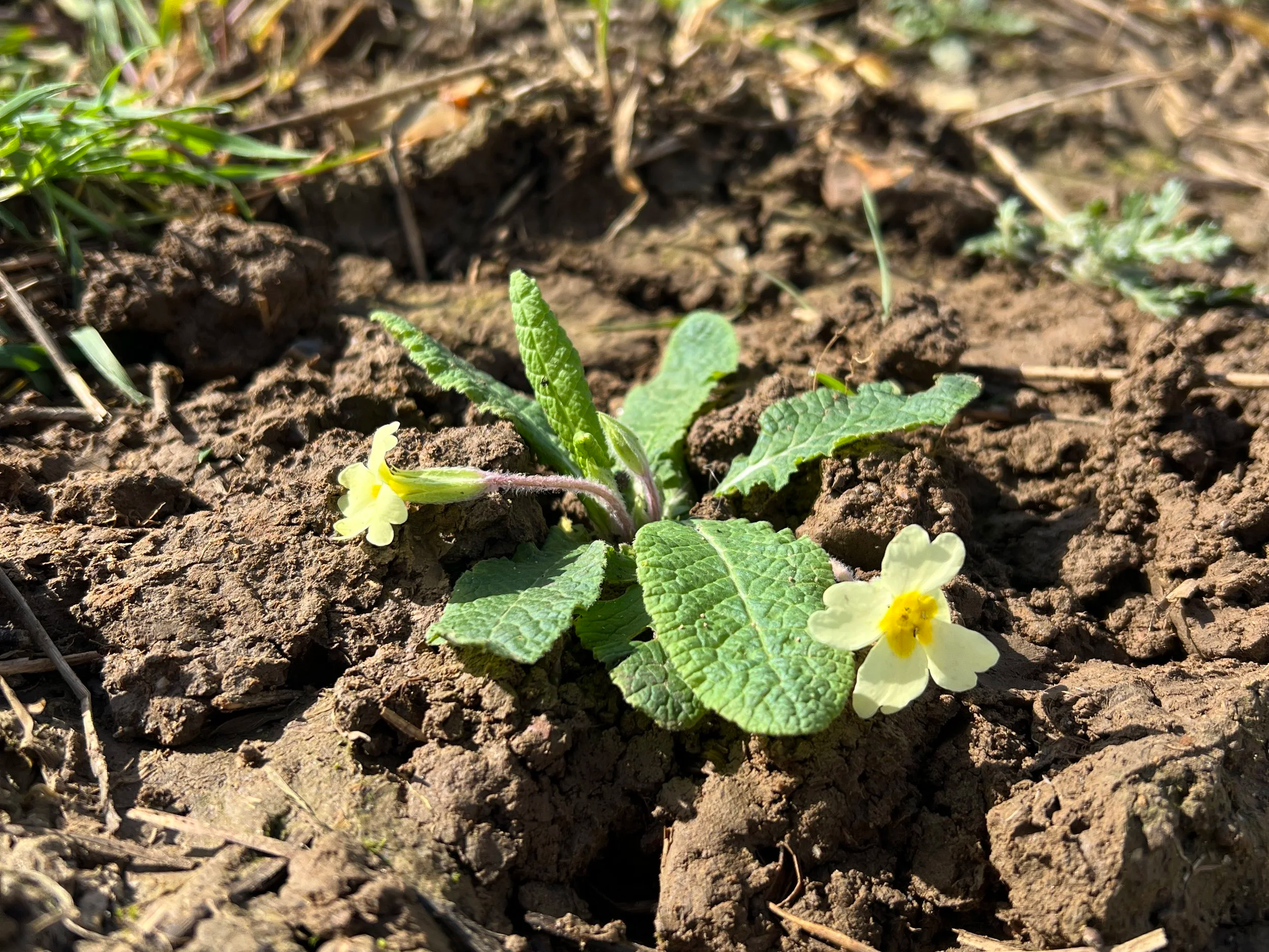 Until 1,000 woodland wildflowers are planted!  Now hope for rain!
