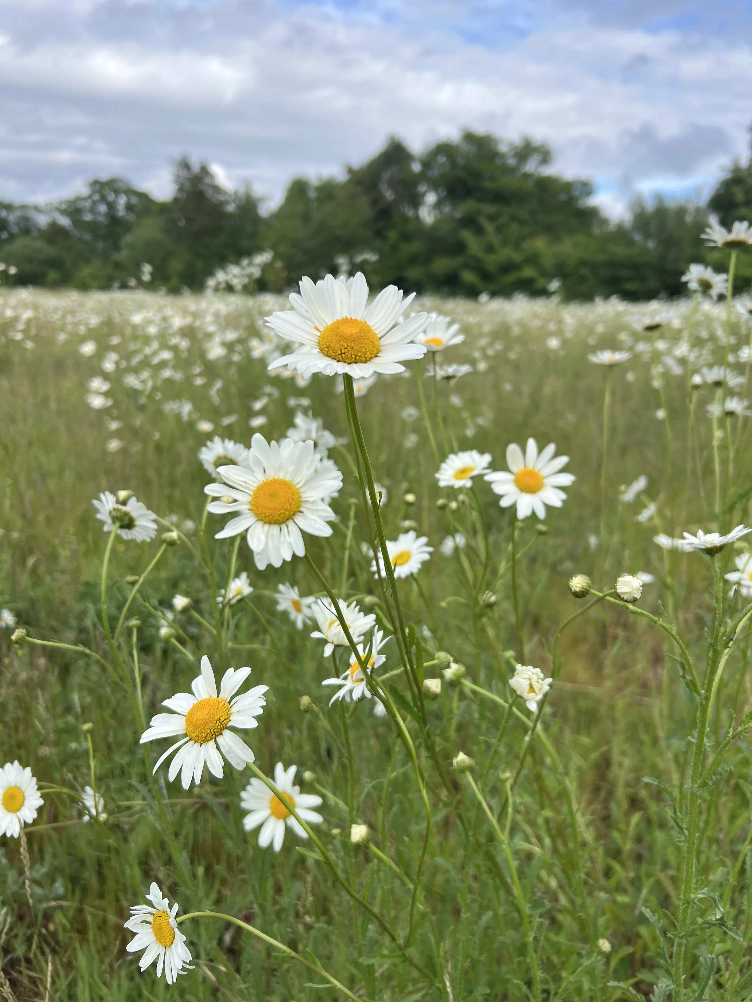 Early summer 2026 saw the first ox-eye daisies established from seed .....