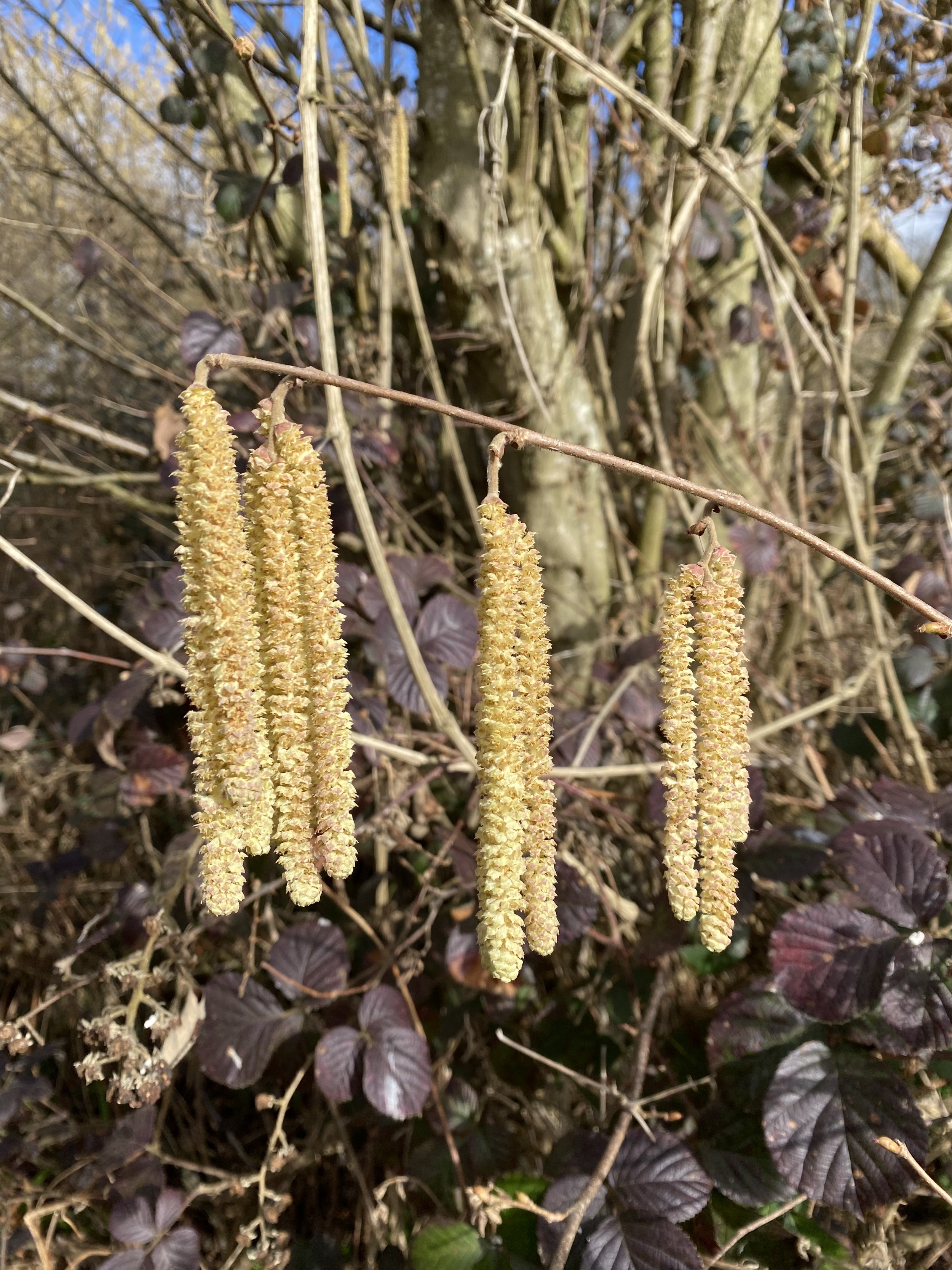 Hazel catkins 26 Feb 2023 (1).JPG