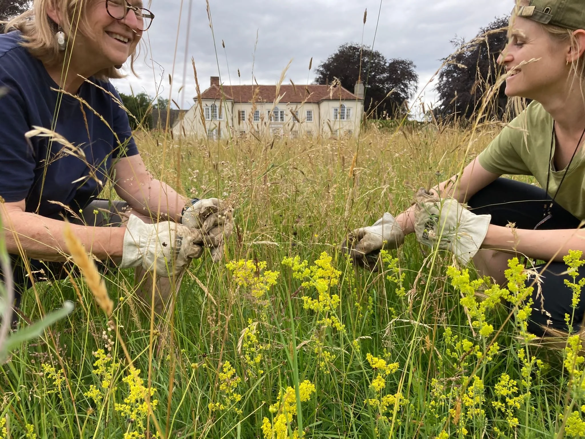 Hand seed-collecting from ancient meadow County Wildlife Site at Milden Hall Farm