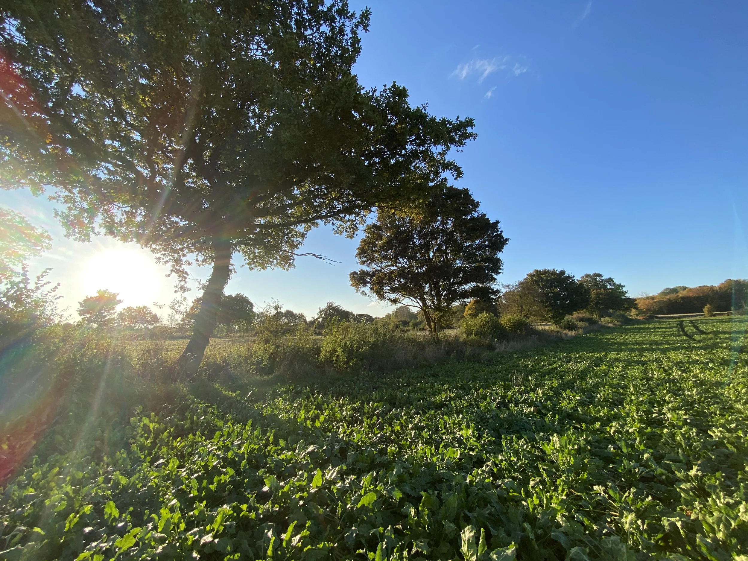 Brands Field in sugar beet in 2024