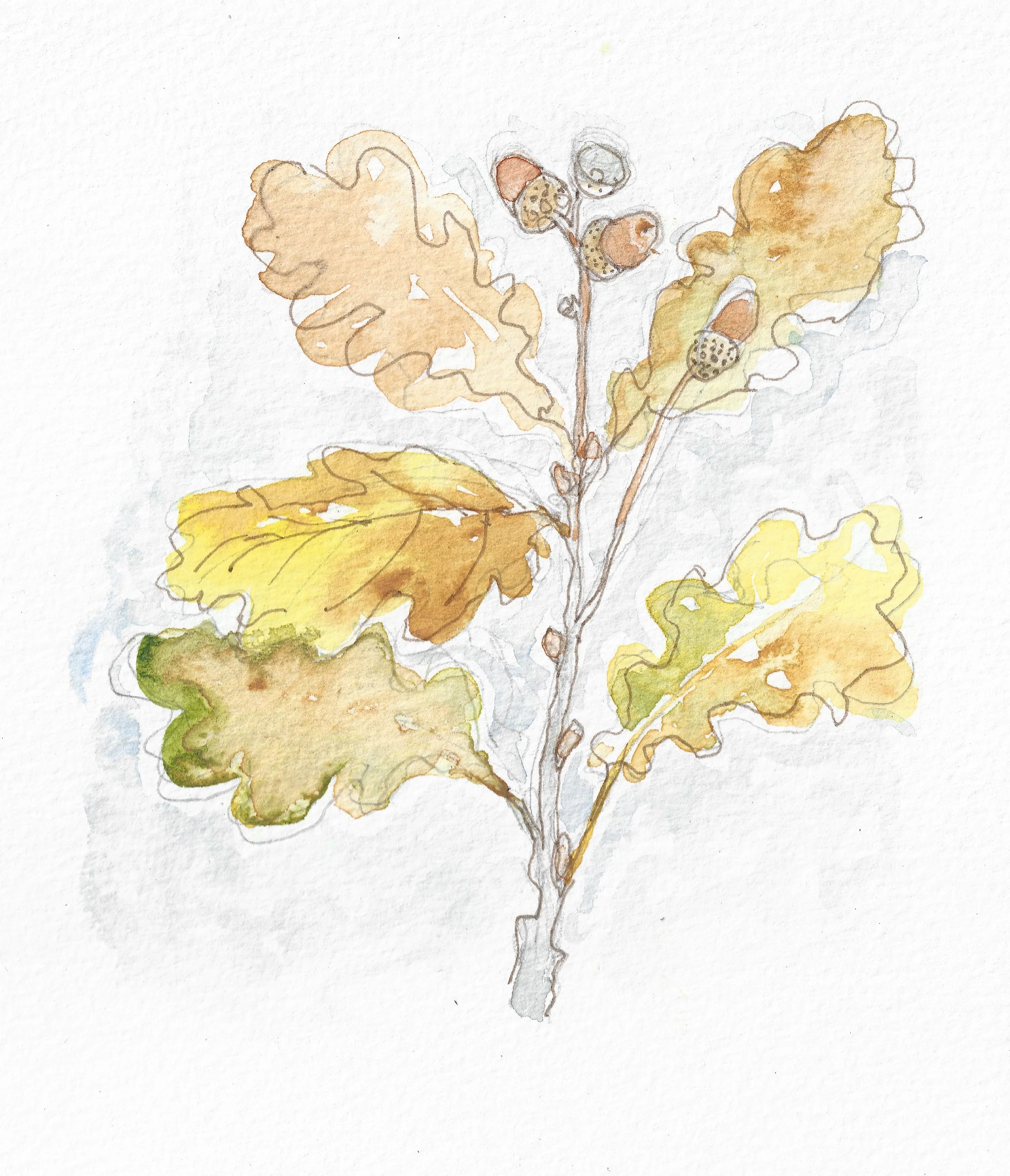 Olivia painted lots of small images of what she saw on site .... young oaks peeping out of their tree shelters