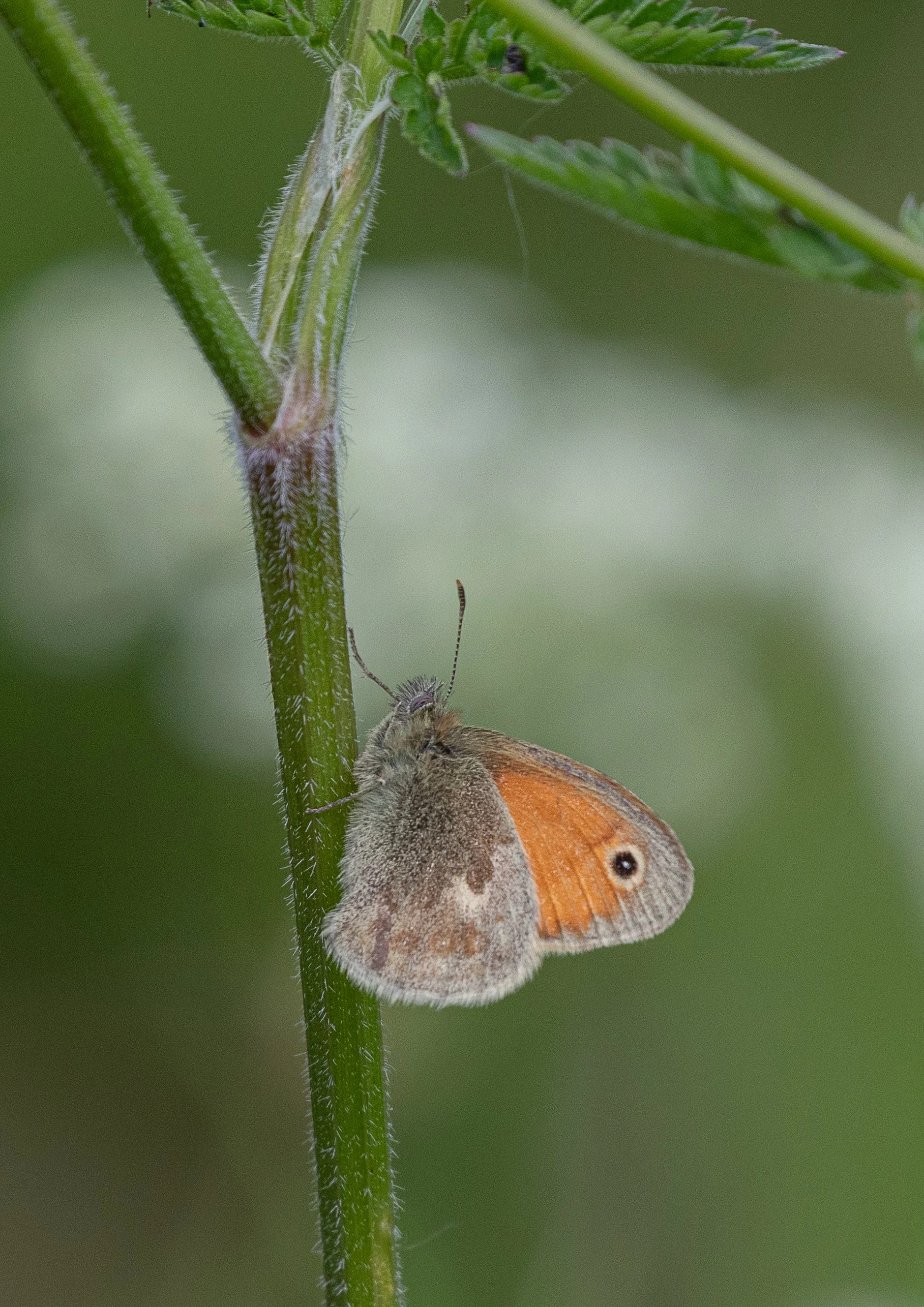 Small heath 14 May FB.jpg