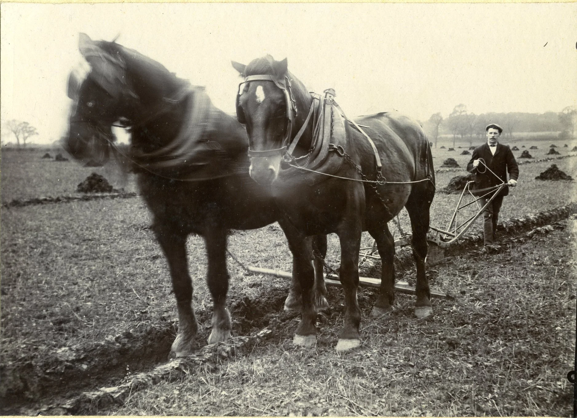 Arthur Goodchild ploughing Brands Field with small muck hills in the background