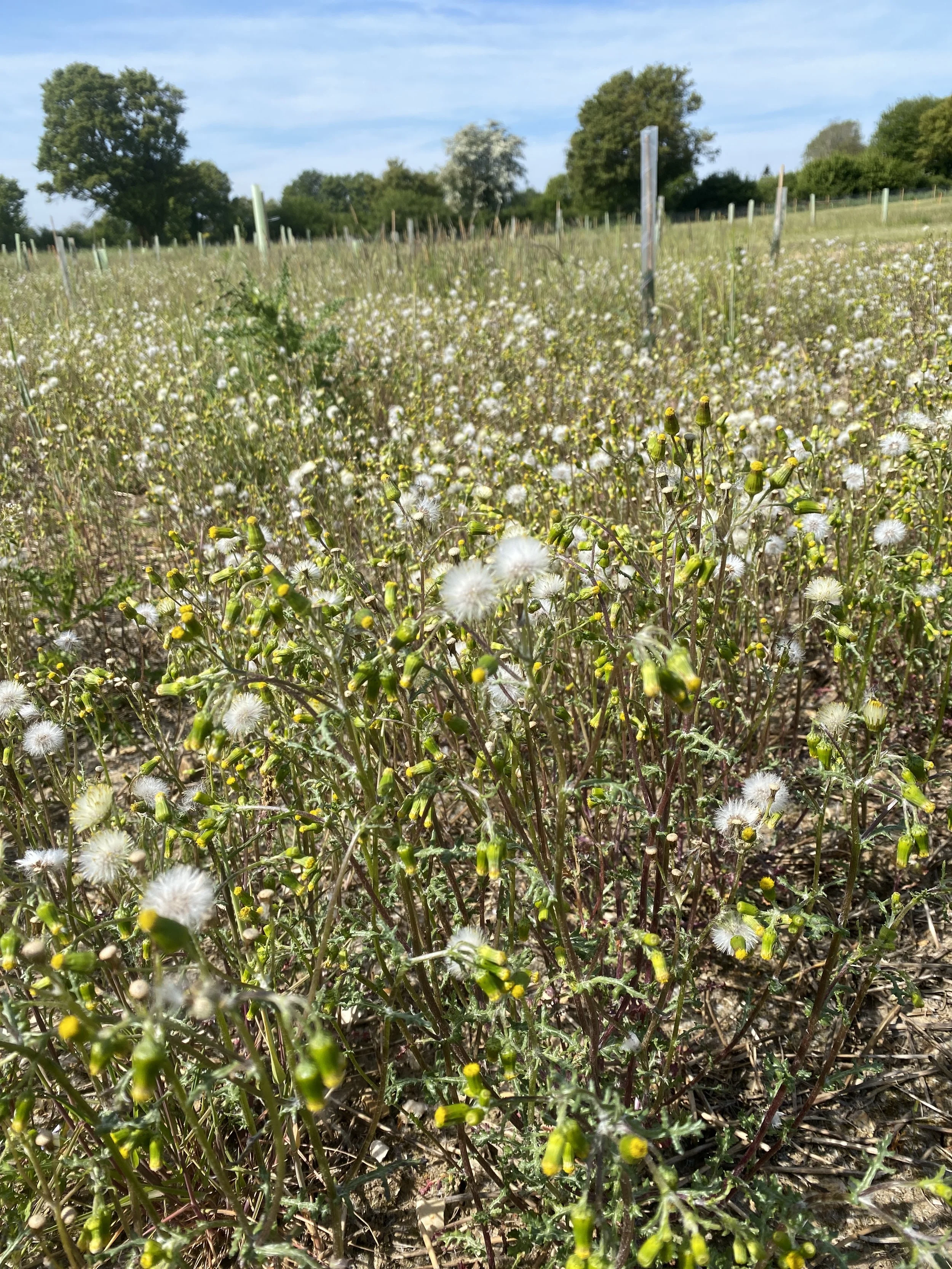 Plants were monitored from the beginning - the goldfinches loved the fluffy groundsel seeds