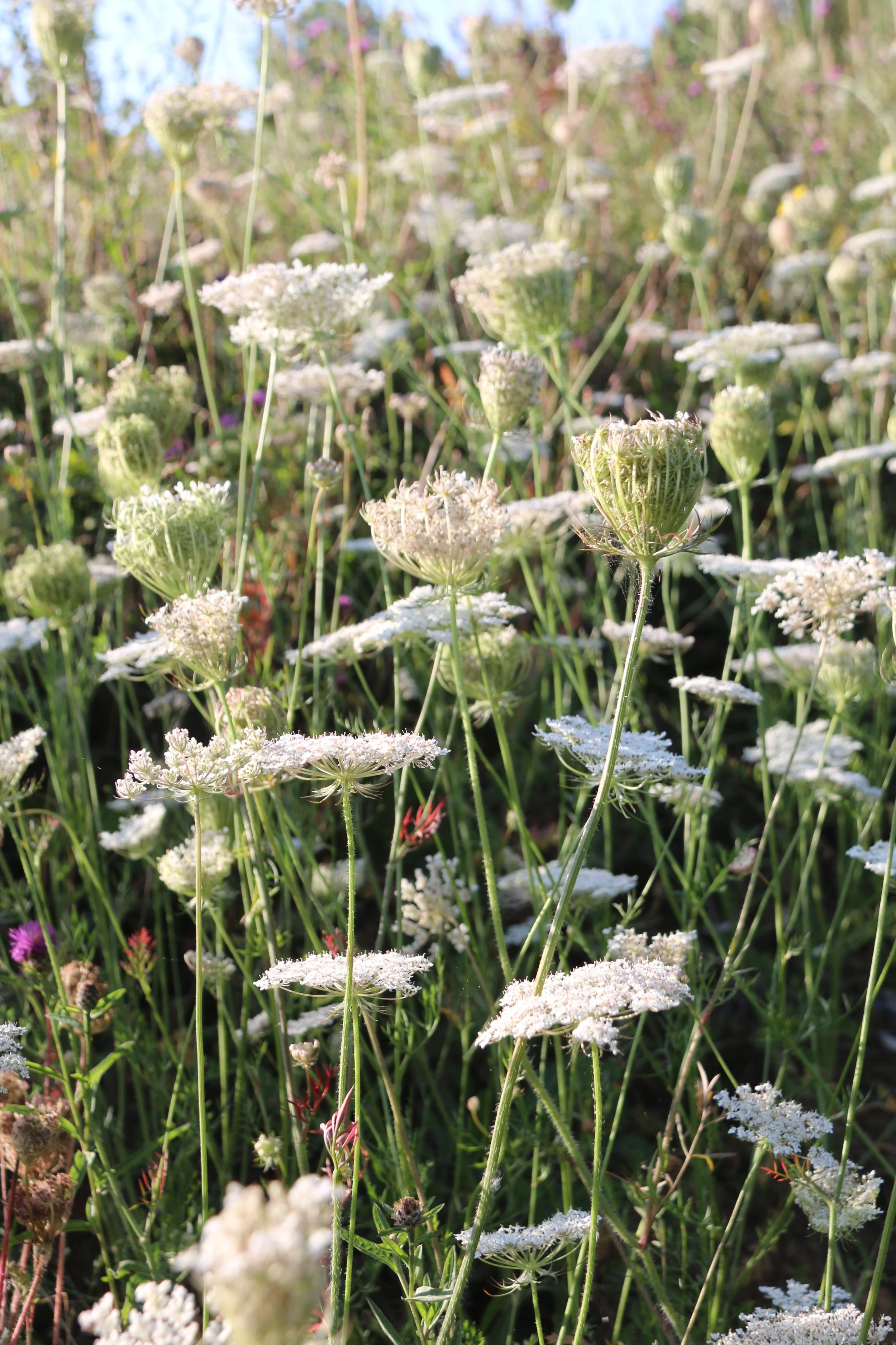 Wild carrot 2-8-20 (6).JPG