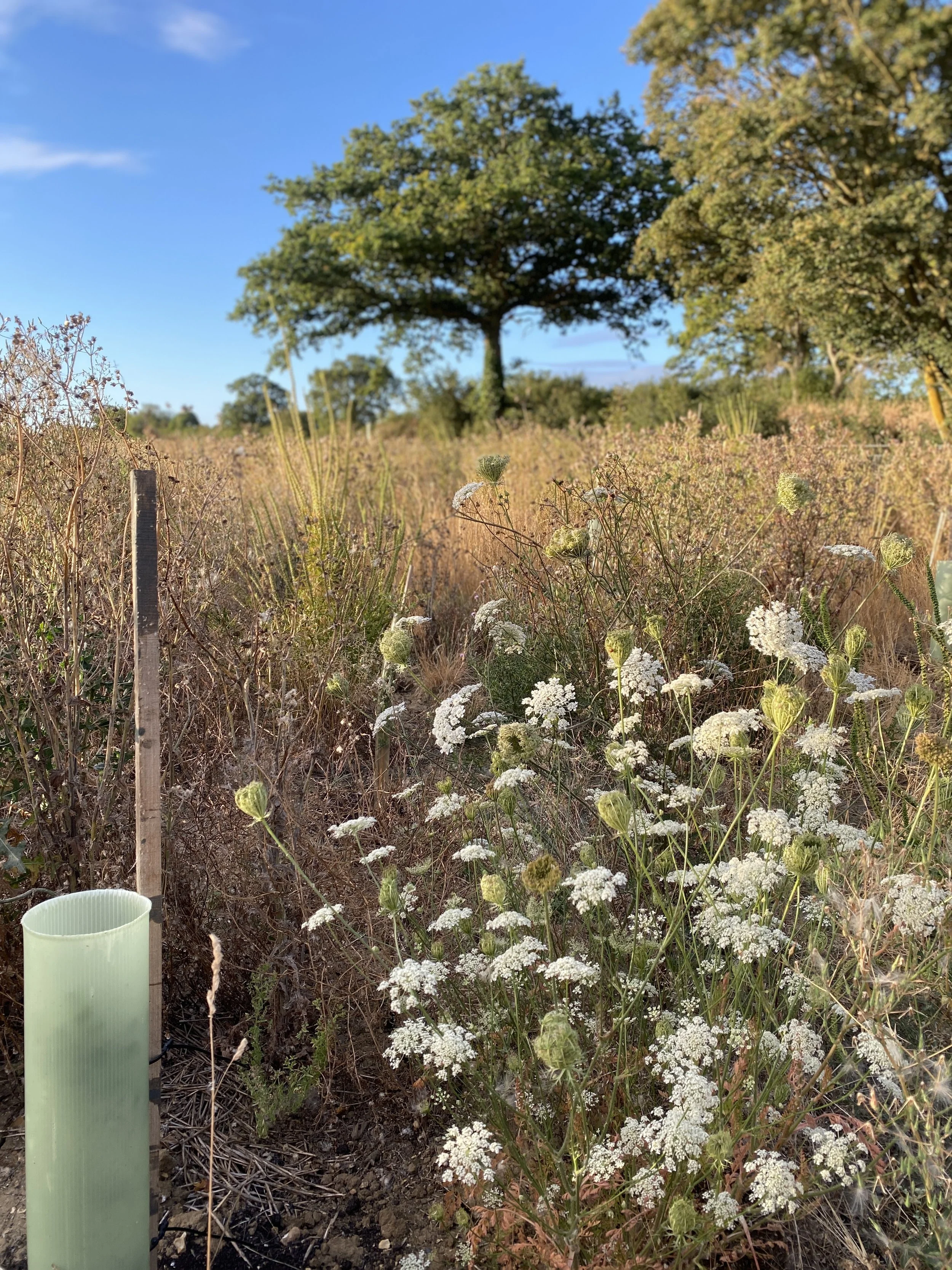 But by August 2026, only wild carrot thrived on the droughty, parched burial ground