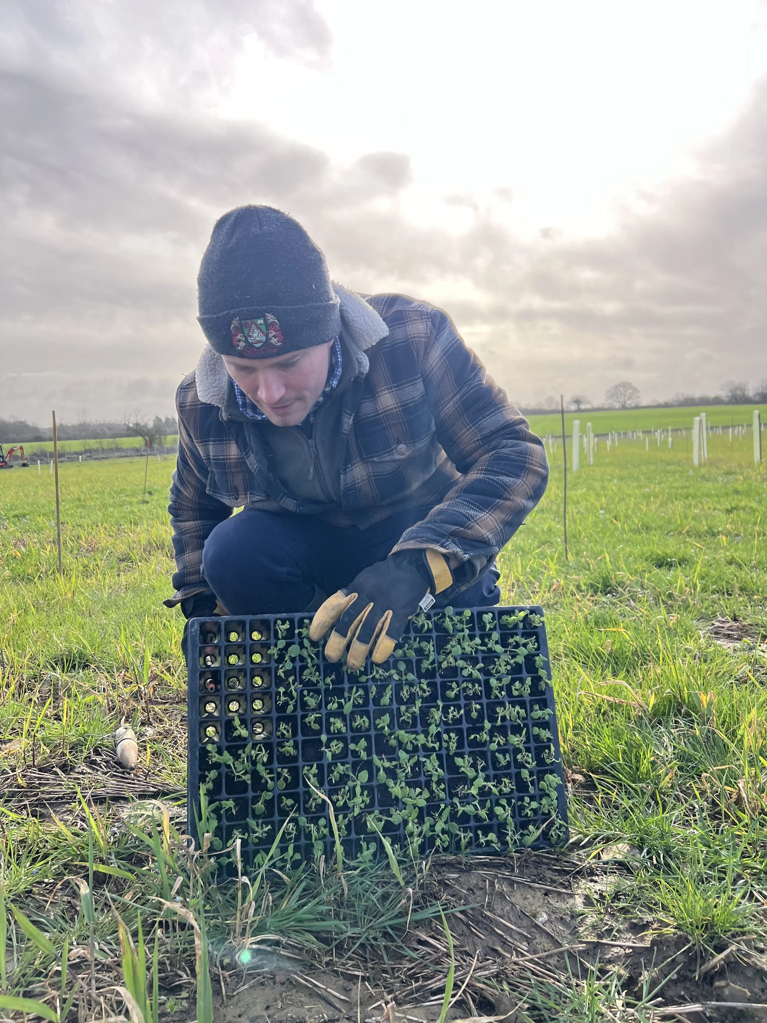 In Feb 2026, woodland wildflower plugs were planted under young trees