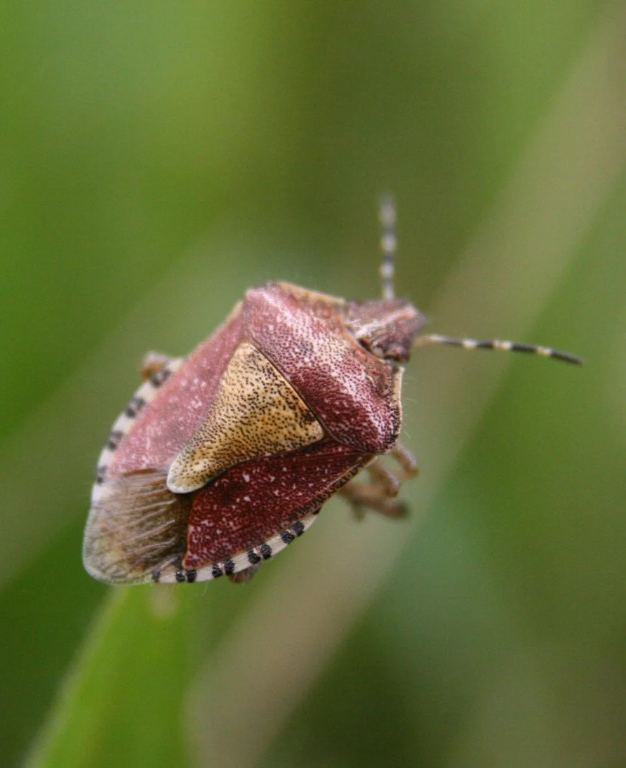 Dolycoris baccarum Sloe bug 25 July 2010 (3).JPG
