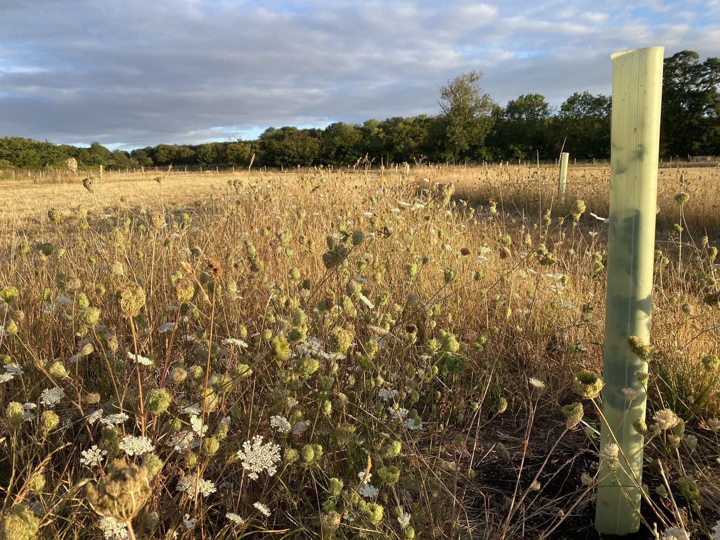 By August, the entire site was parched - only wild carrot appeared to be thriving!
