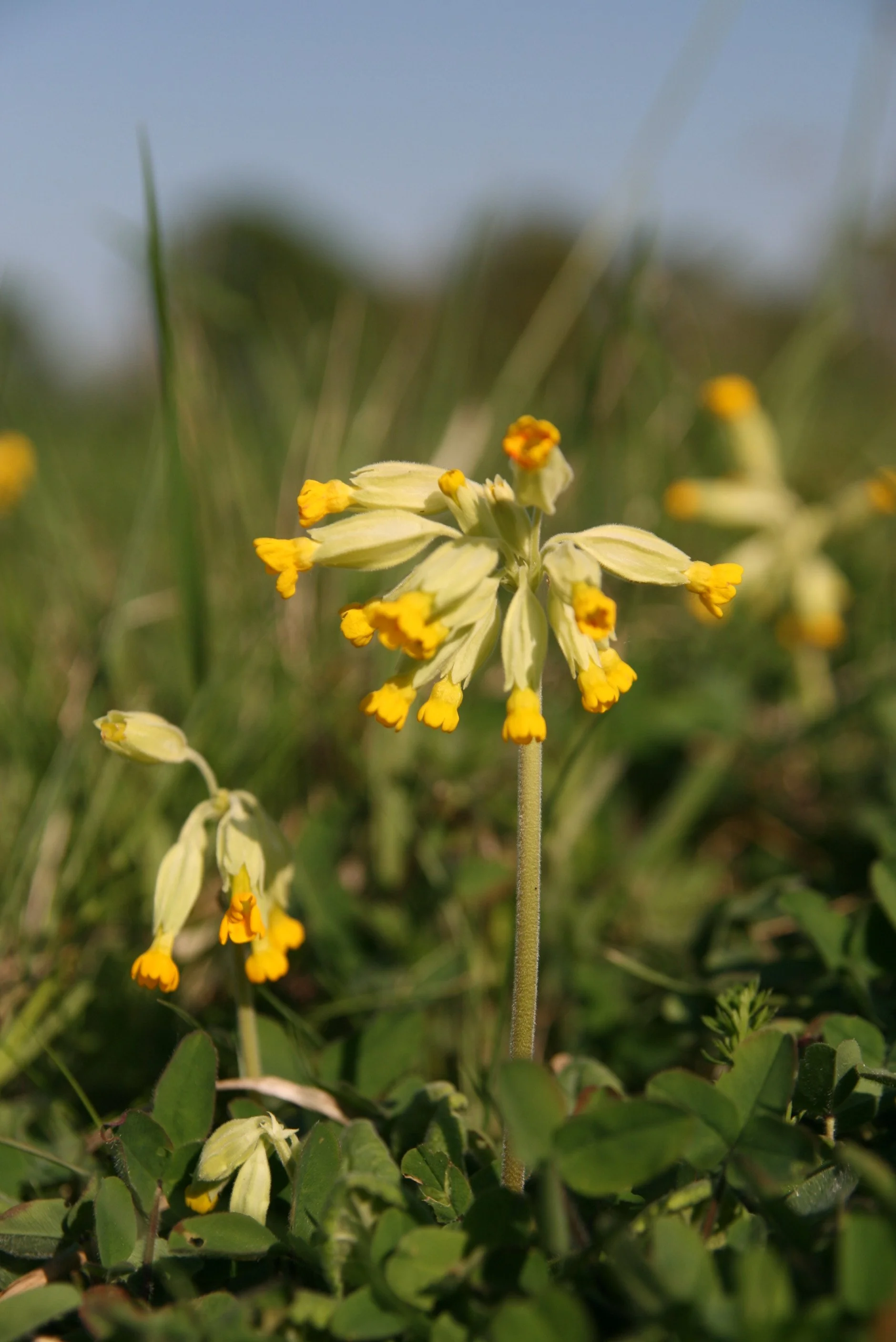 Cowslip.JPG