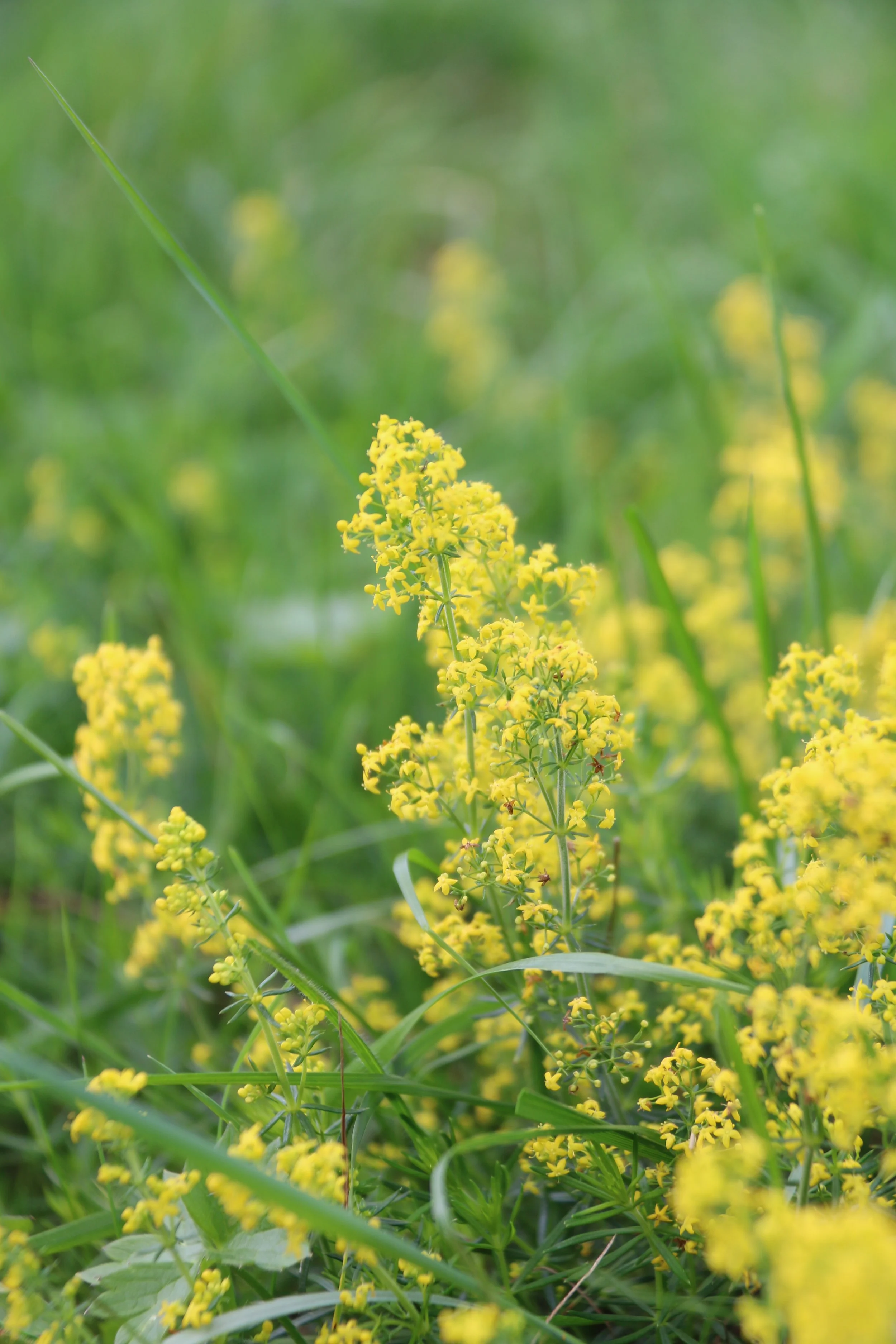 Lady's bedstraw (1).JPG