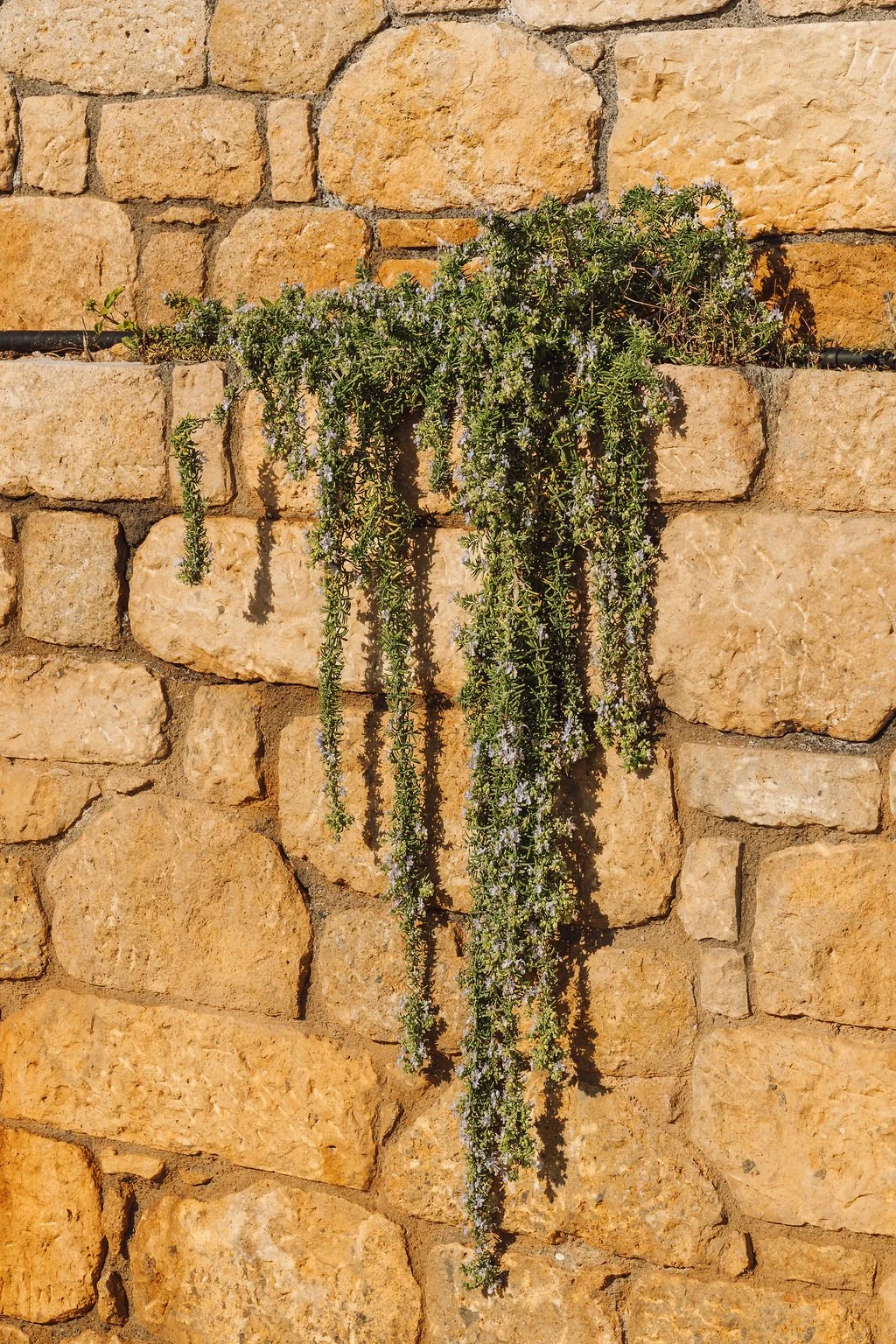 OLOS2026_Day1-9.jpg