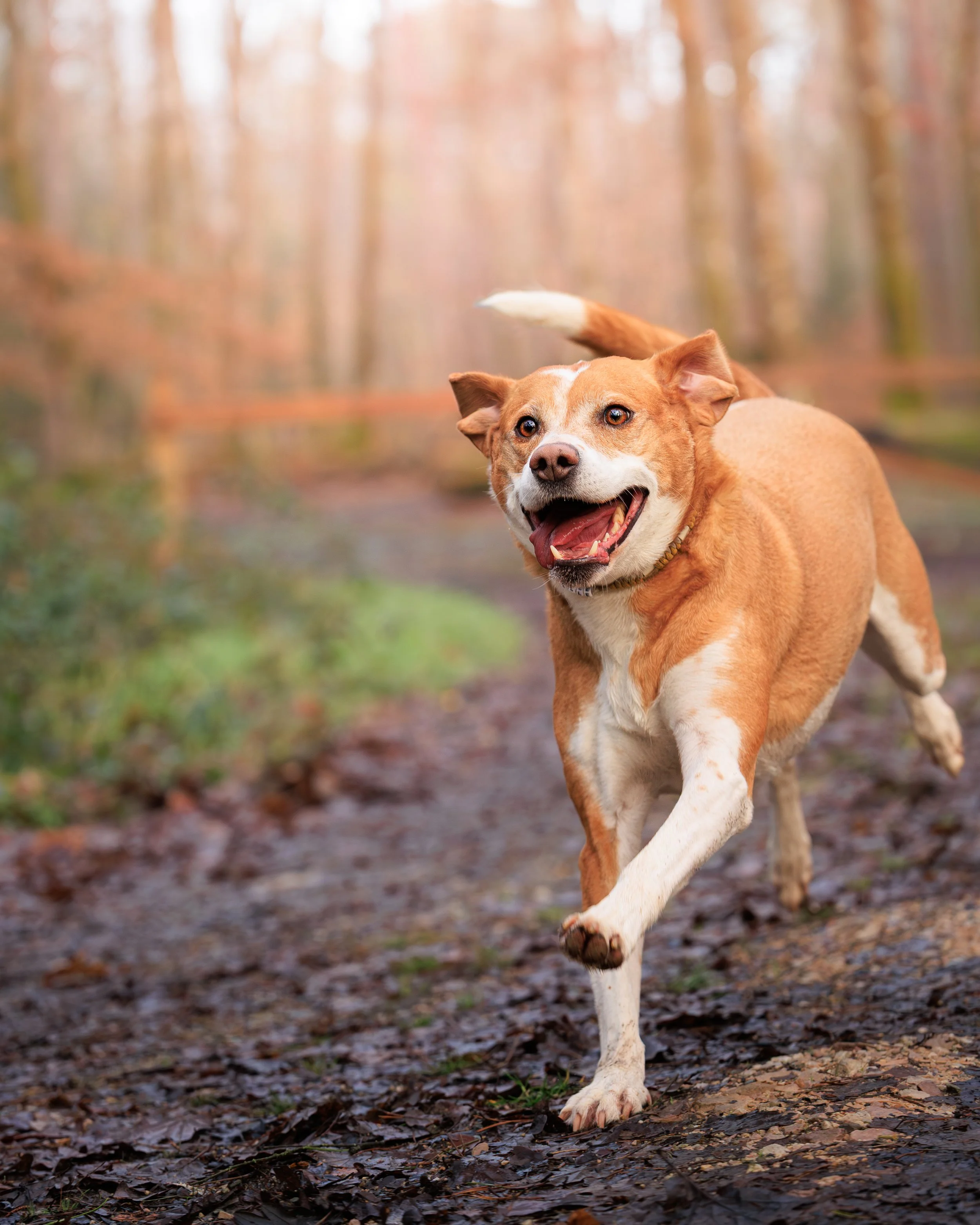 seance photo chien avec photographe canin le mans