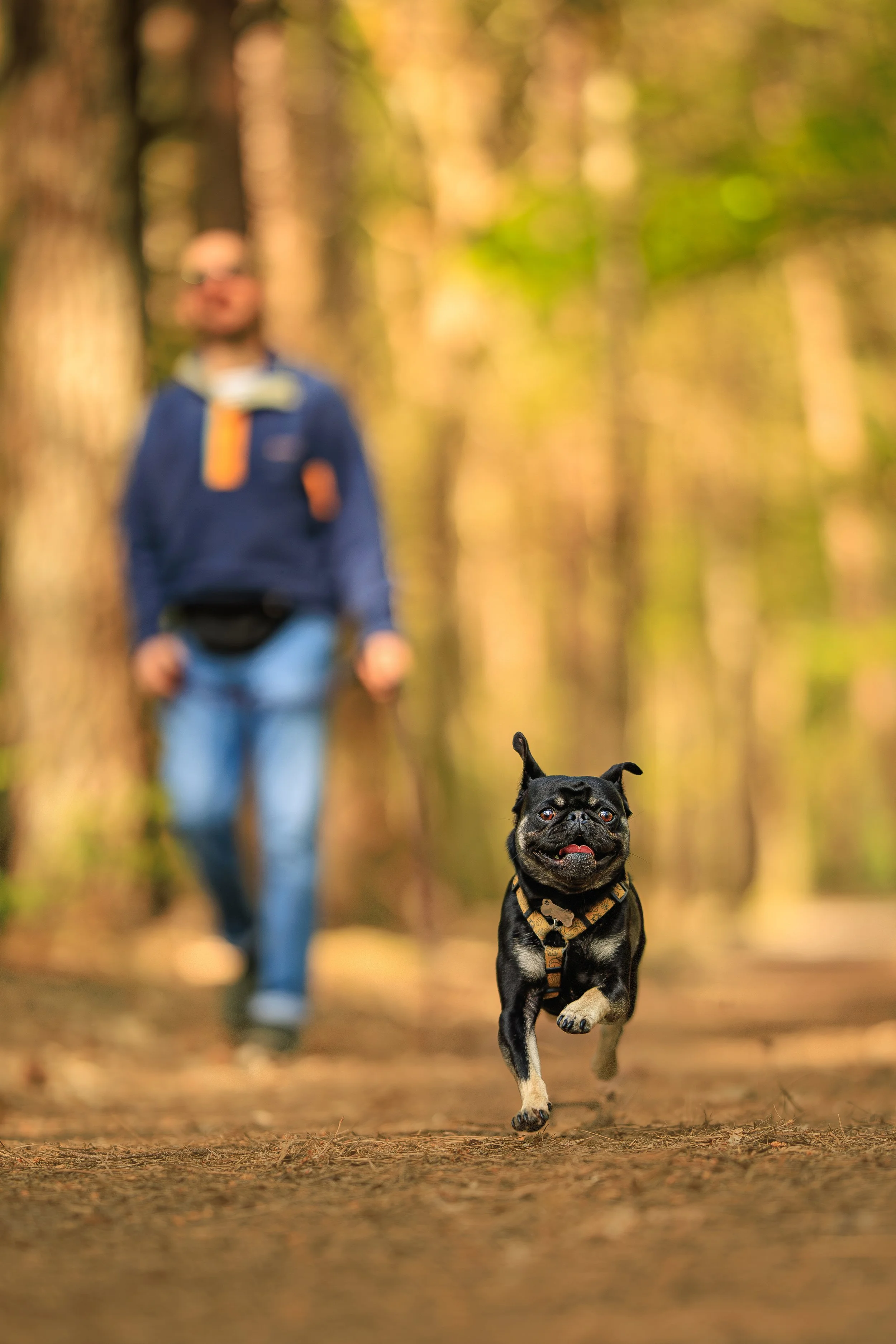photographe canin le mans, photographe sarthe, portrait chien