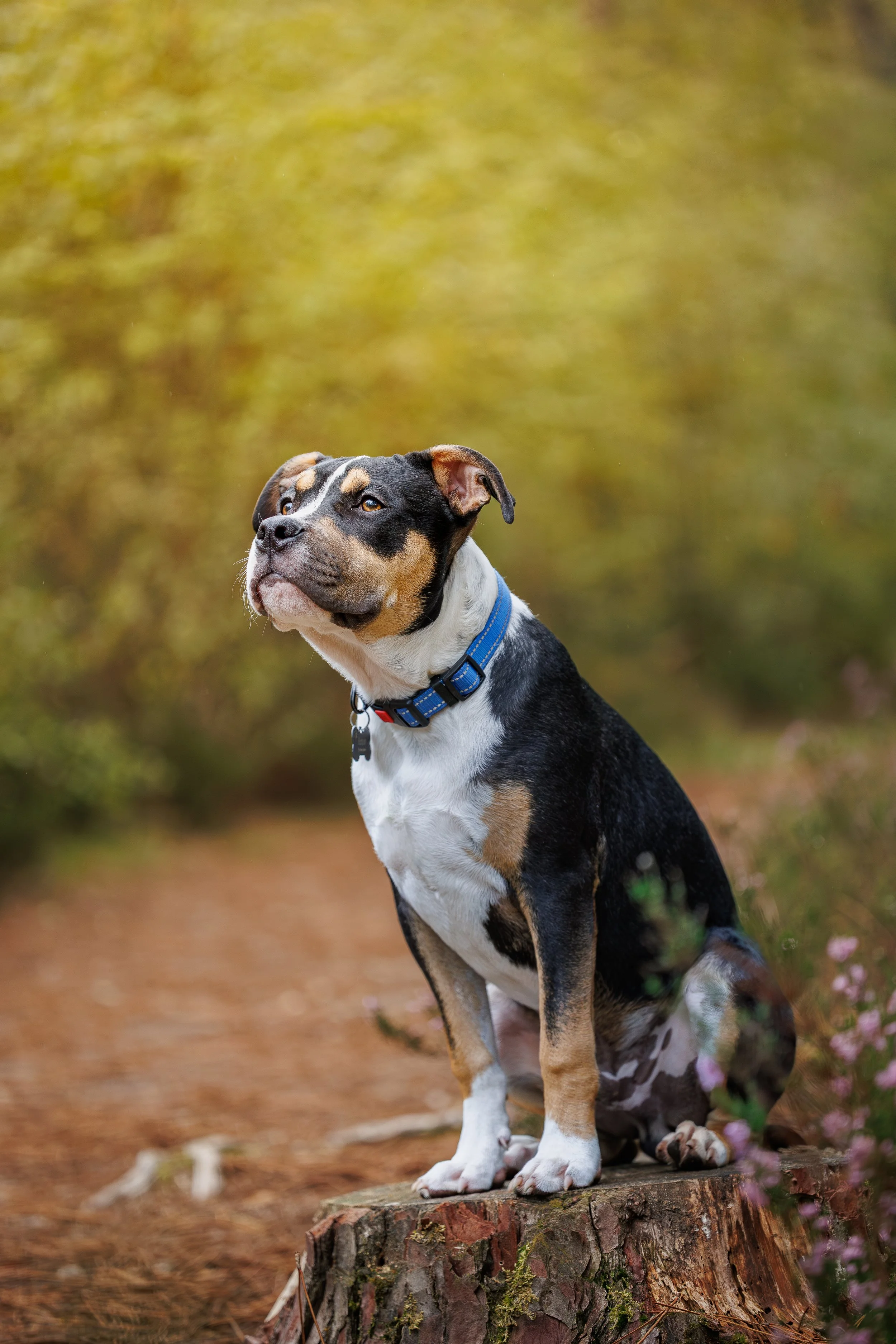 photographe chien le mans, Seance photo chien 