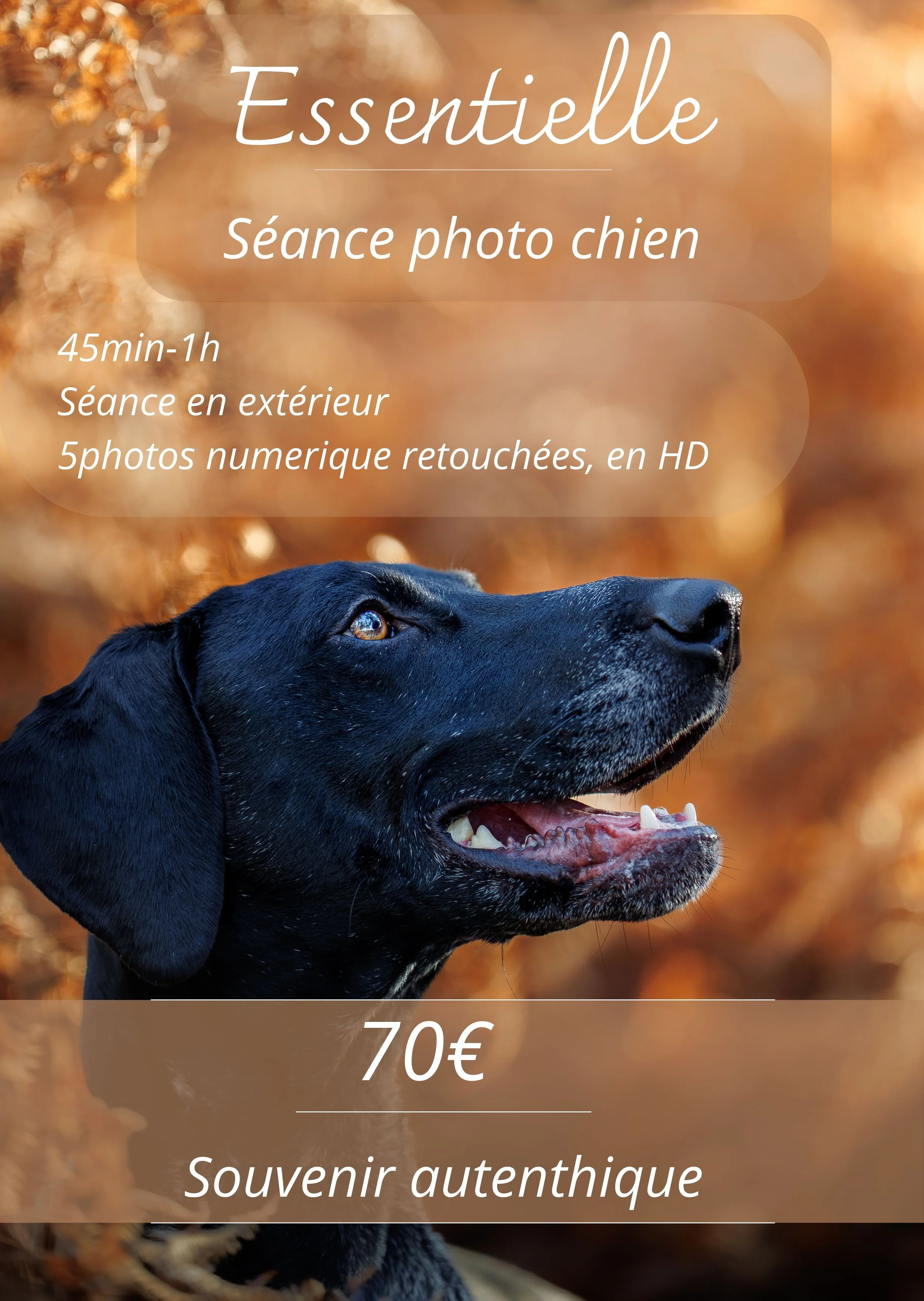 Une seance photo chien essentielle, le mans