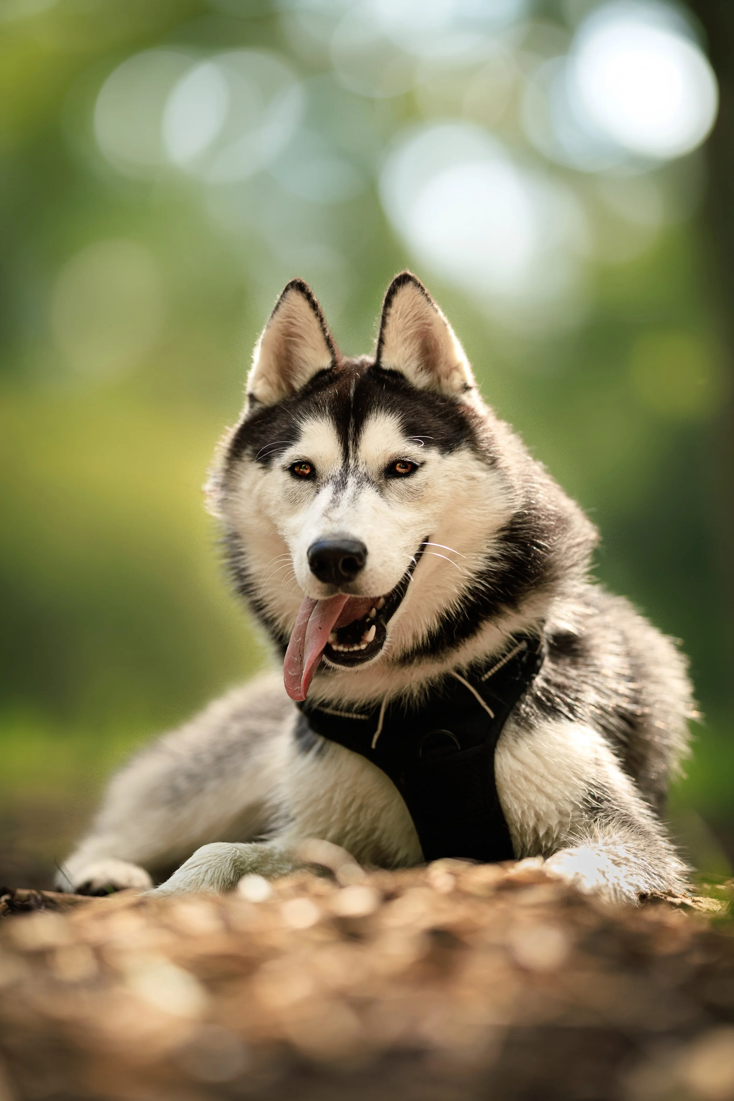Un chien husky couché sur le sol avec une langue sortie, en plein air, arrière-plan flou avec lumière naturelle.