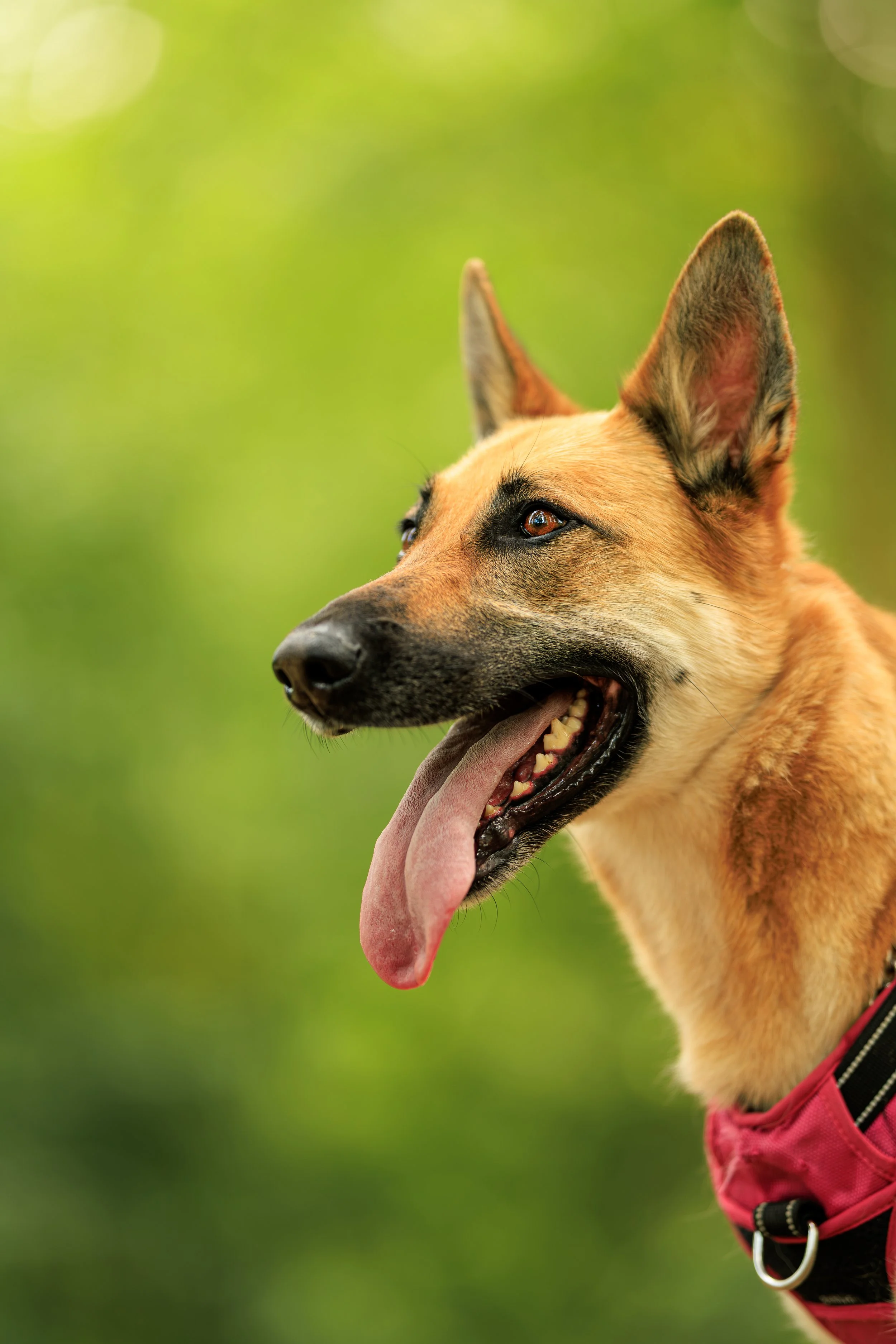 Un chien de race berger allemand portant un harnais rouge et noir, avec la langue pendante, en plein air sur un fond flou vert