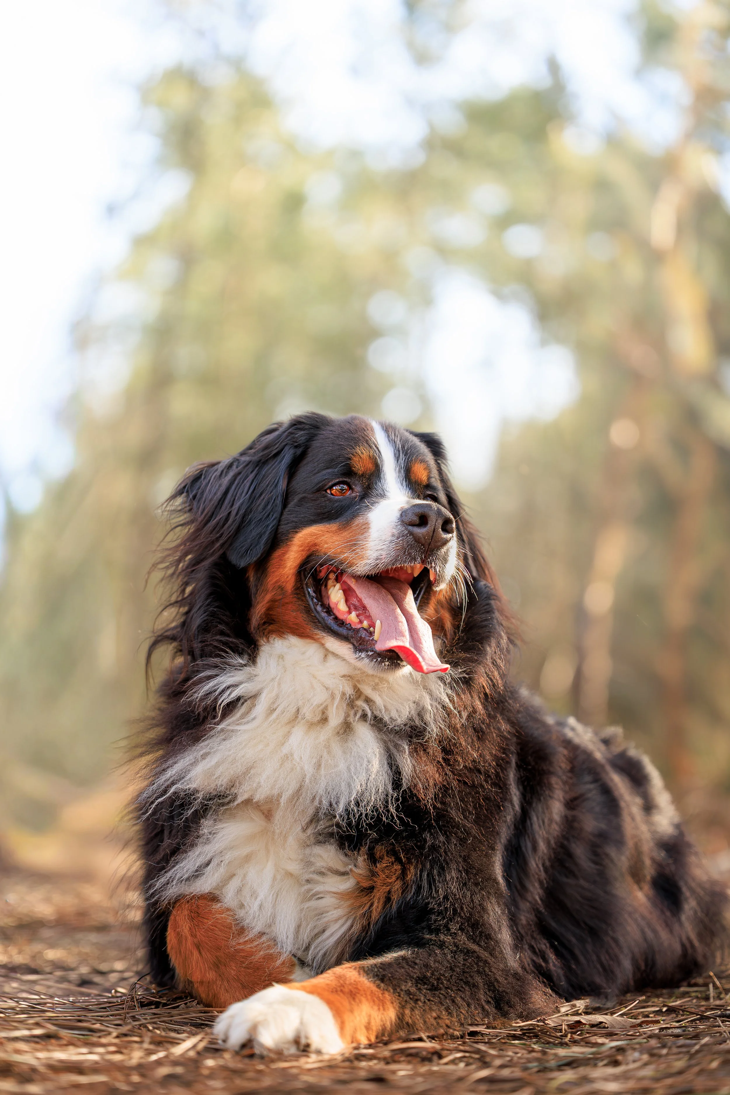 seance photo chien avec photographe canin le mans
