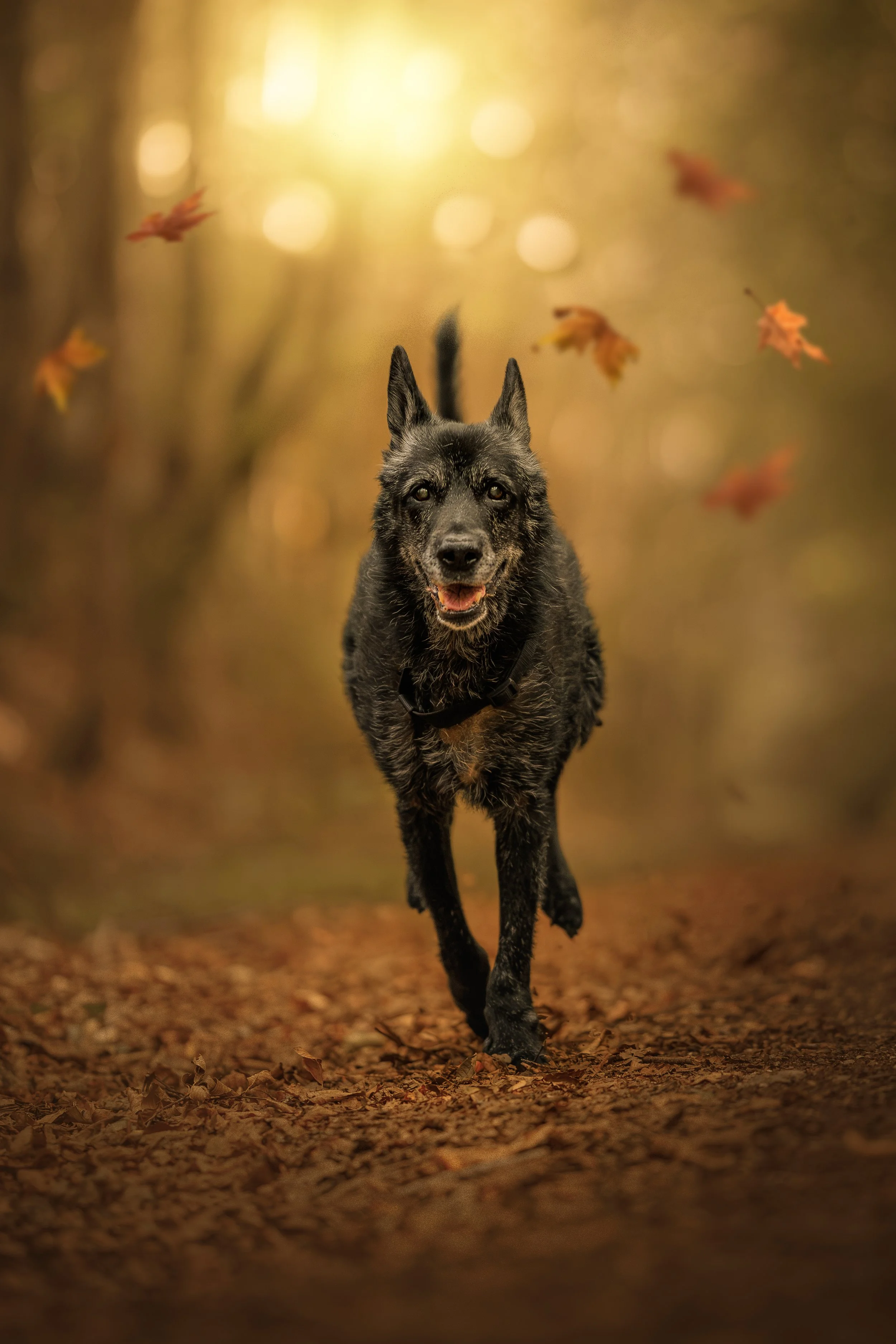 Un chien noir courant dans une forêt enneigée en automne, avec des feuilles mortes sur le sol et une lumière chaude au fond.