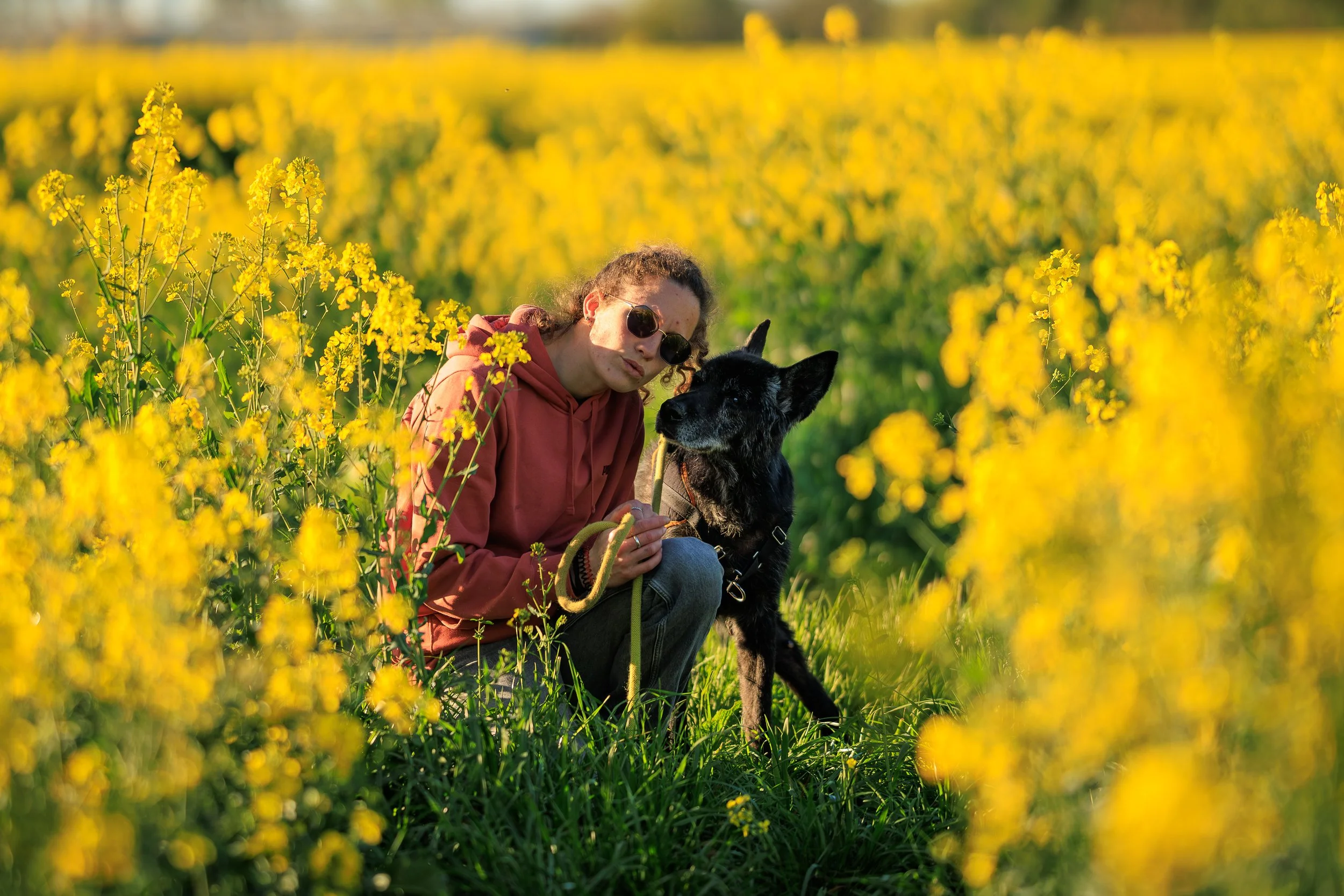 photo maitre et chien, séance photo champs de colza, photographe canin, photographe sarthe