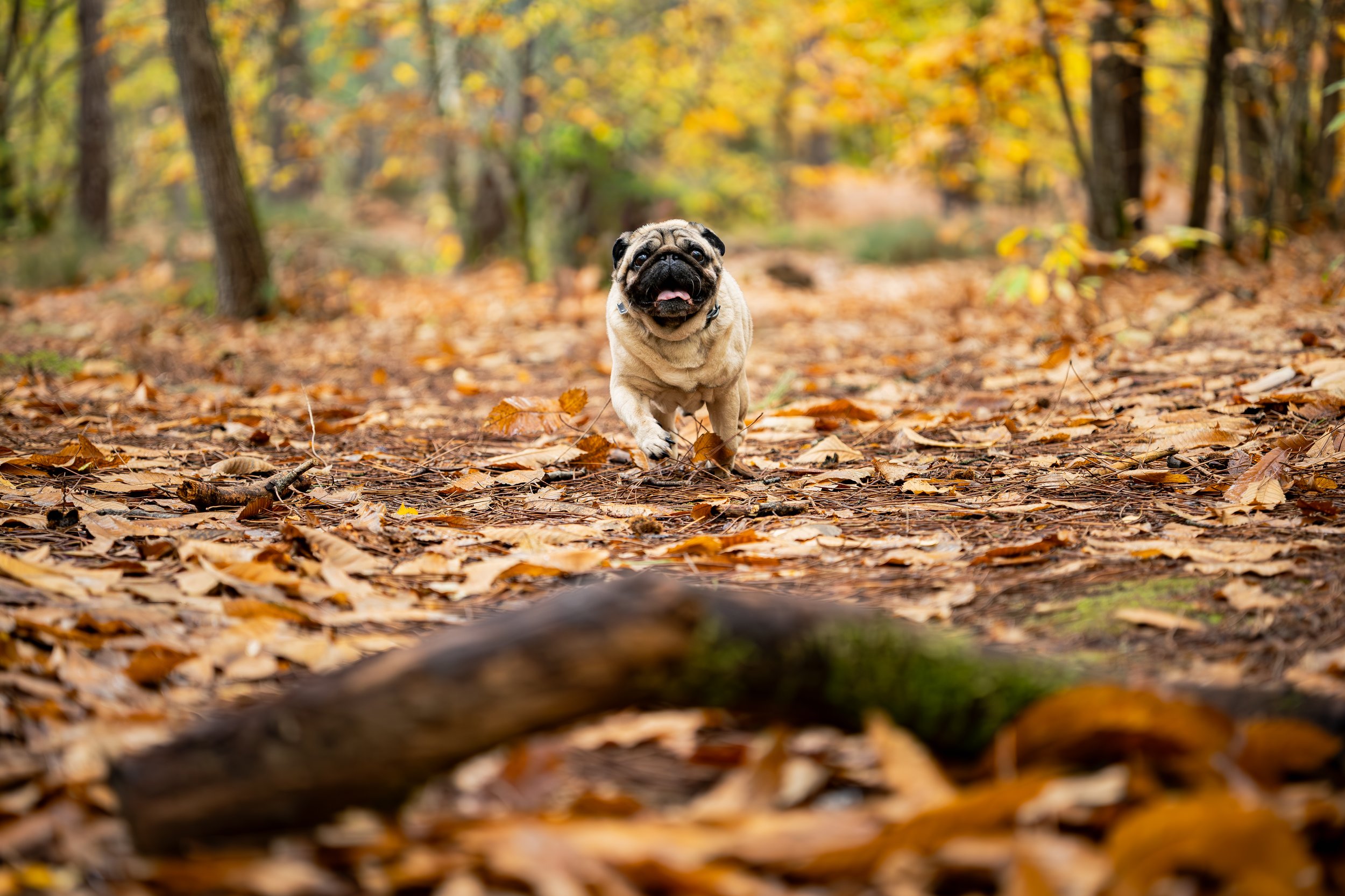 photographe chien , Seance photo chien avec un carlin, le mans 