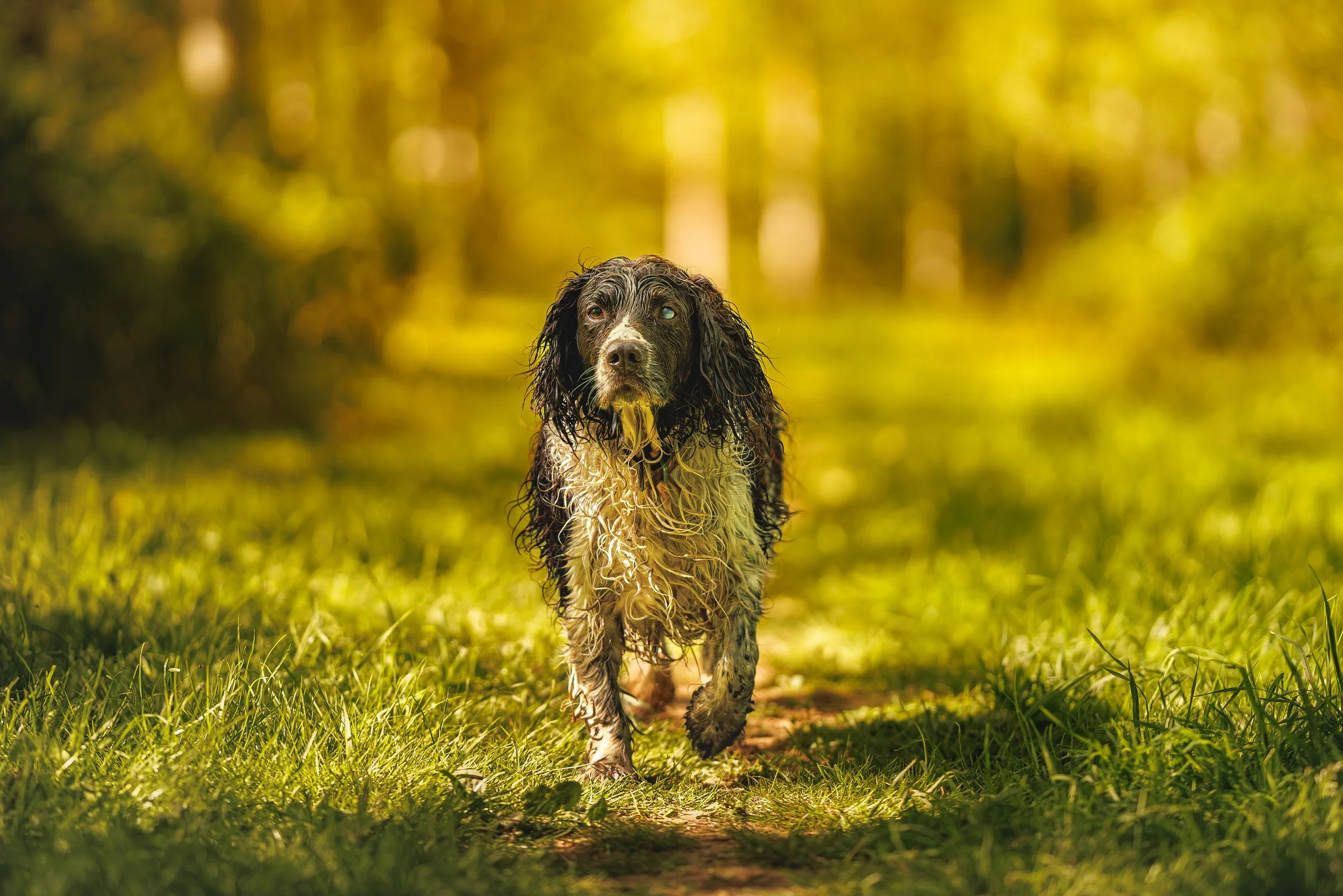 photographe canin le mans, photographe sarthe, portrait chien