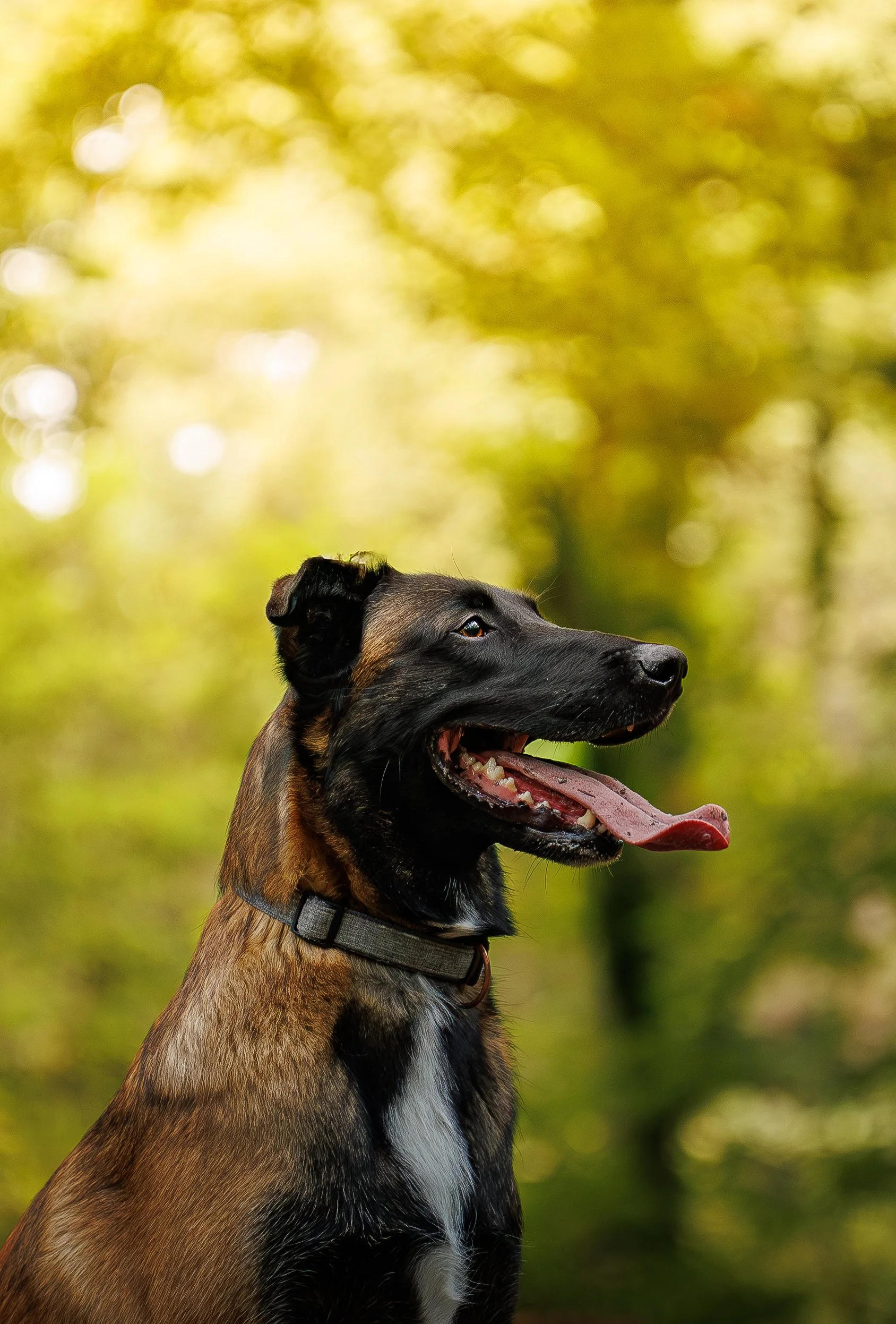 photographe chien , Seance photo chien avec un berger malinois sur le mans 
