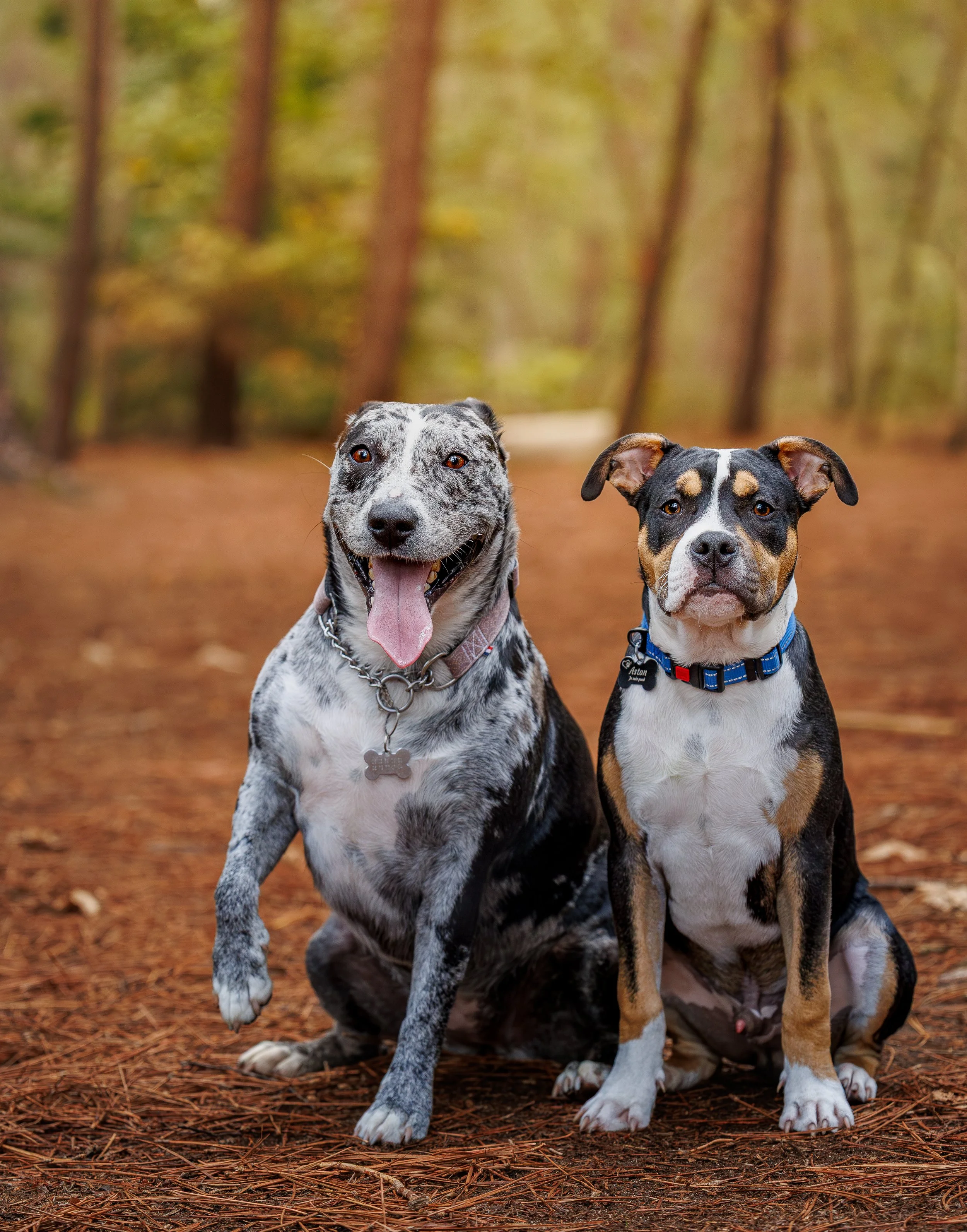 photographe chien le mans, Seance photo chien 