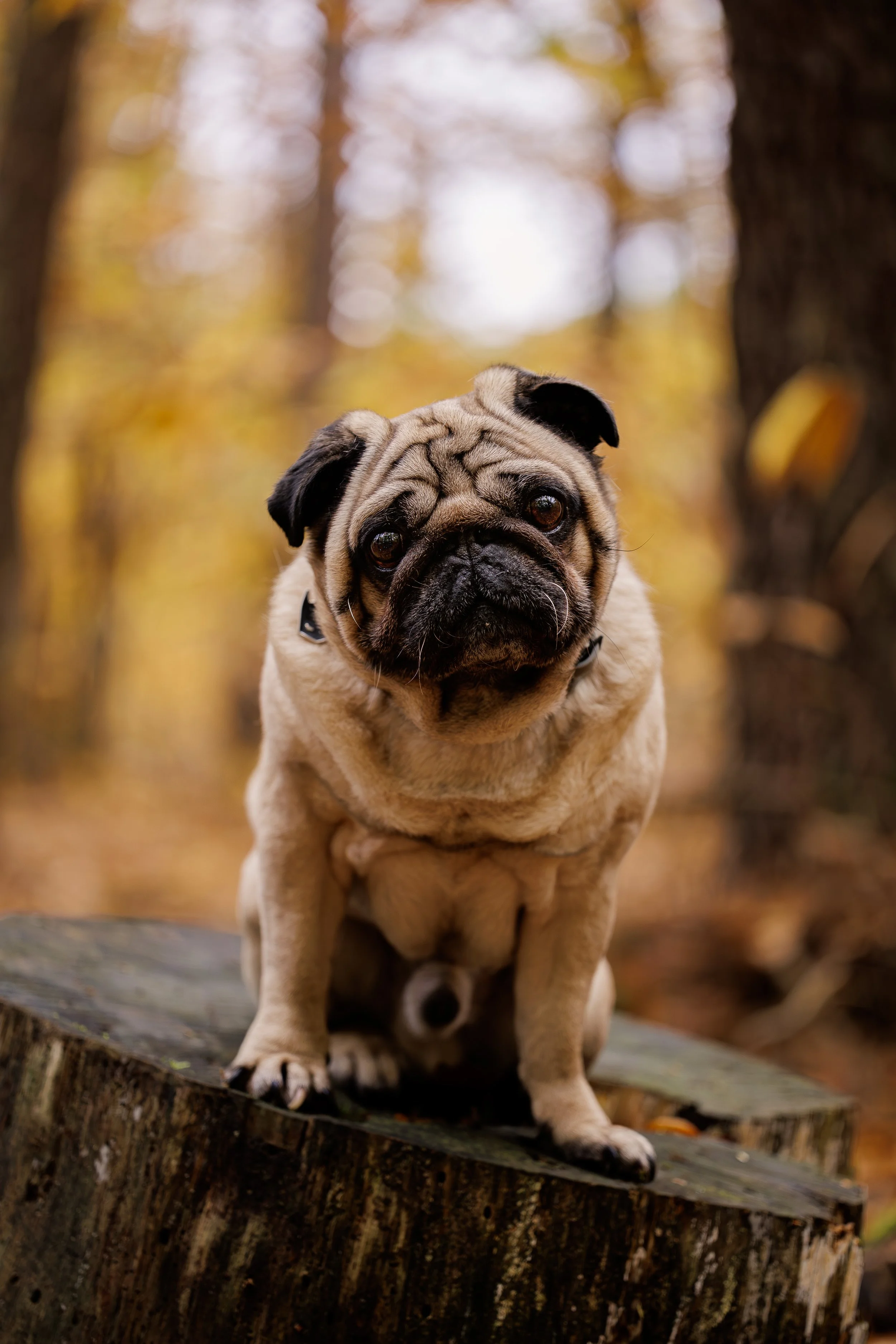 photographe chien , Seance photo chien avec un carlin, au mans  
