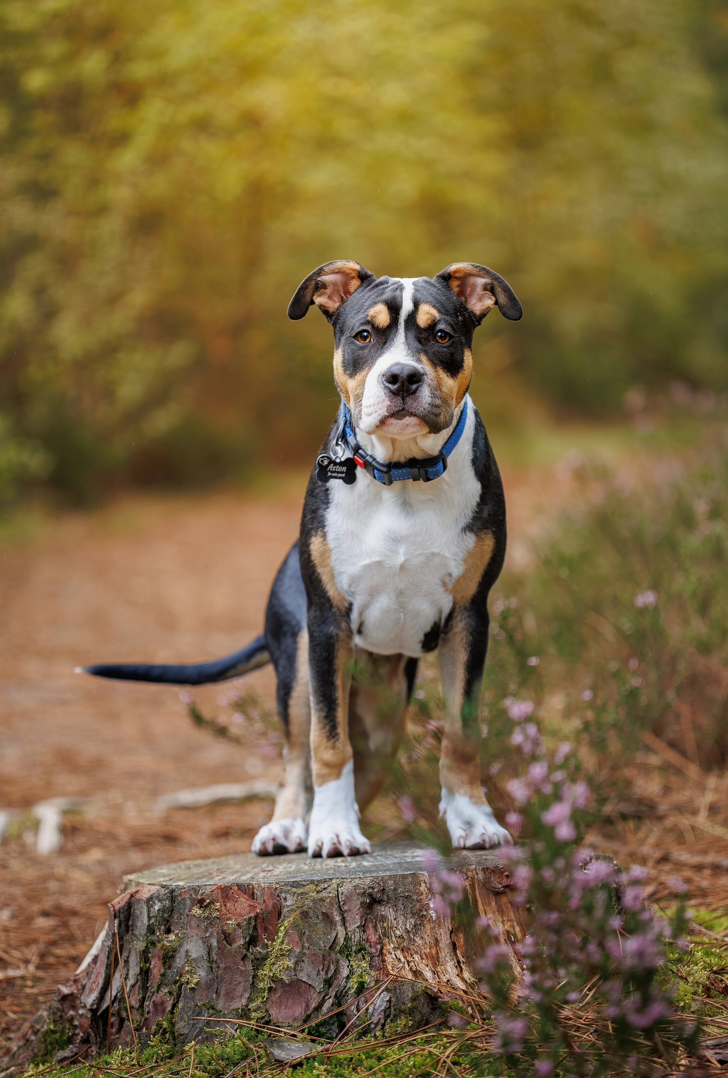 seance photo chien avec photographe canin le mans
