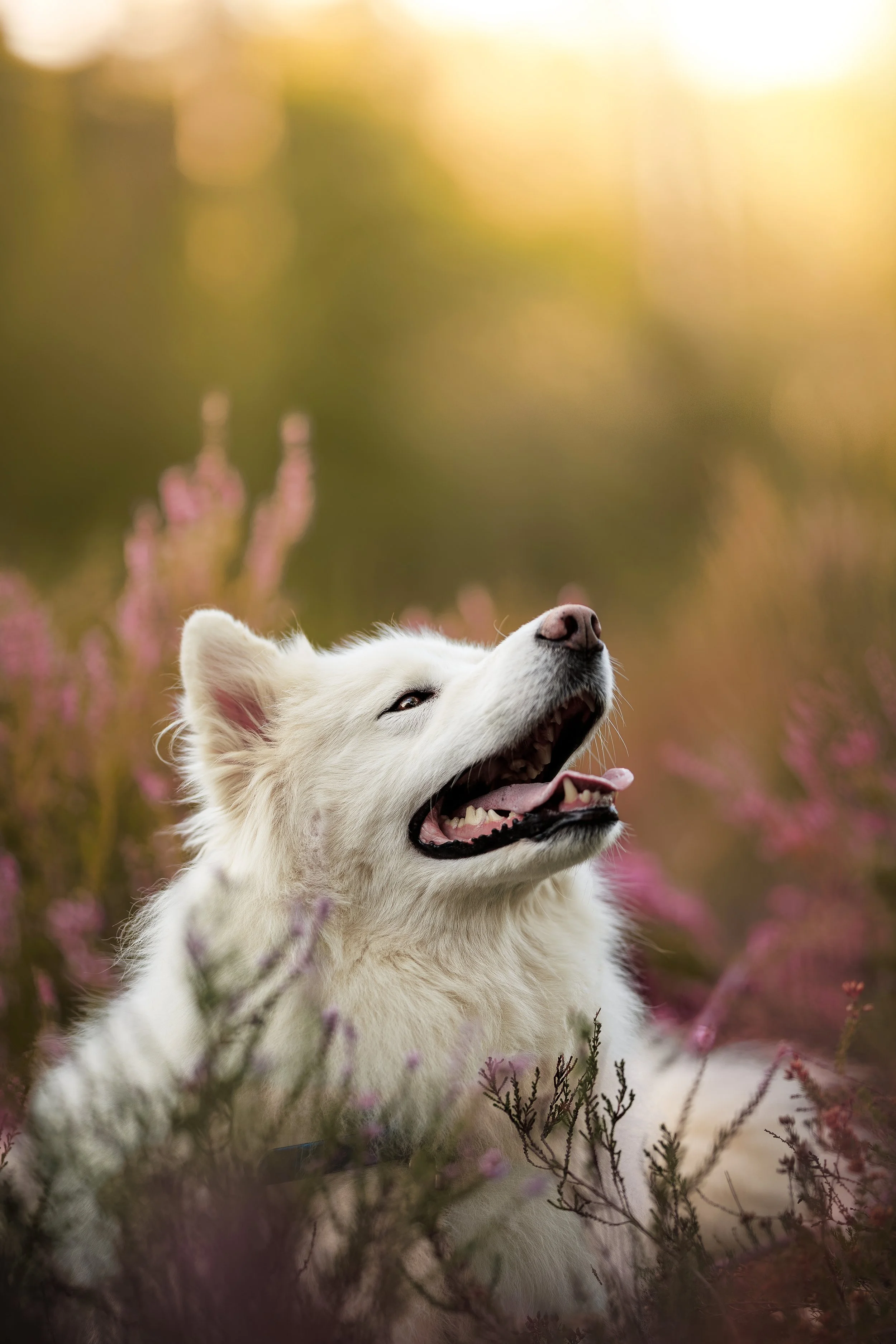 Un chien blanc, probablement un Husky, sourit dans un champ de fleurs roses et violettes avec un fond lumineux flou.