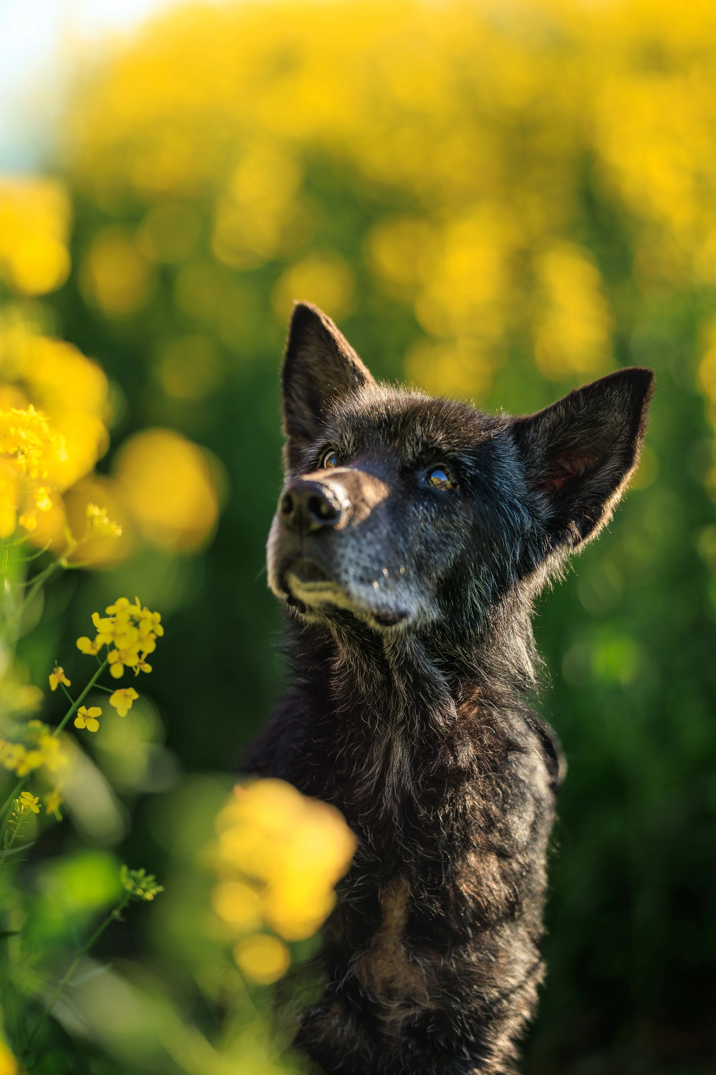 photographe chien sarthe