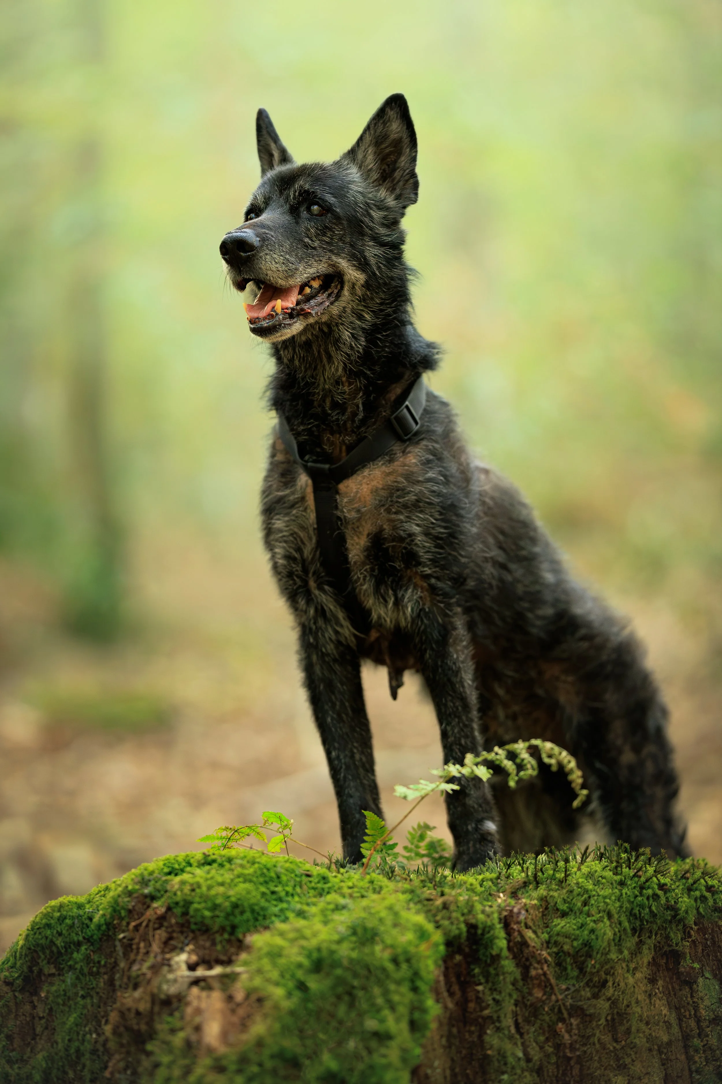 Un chien de race husky noir avec des yeux marrons, portant un harnais noir, assis dans une forêt avec de la mousse verte et des plantes sur le sol, arrière-plan flou avec des arbres.