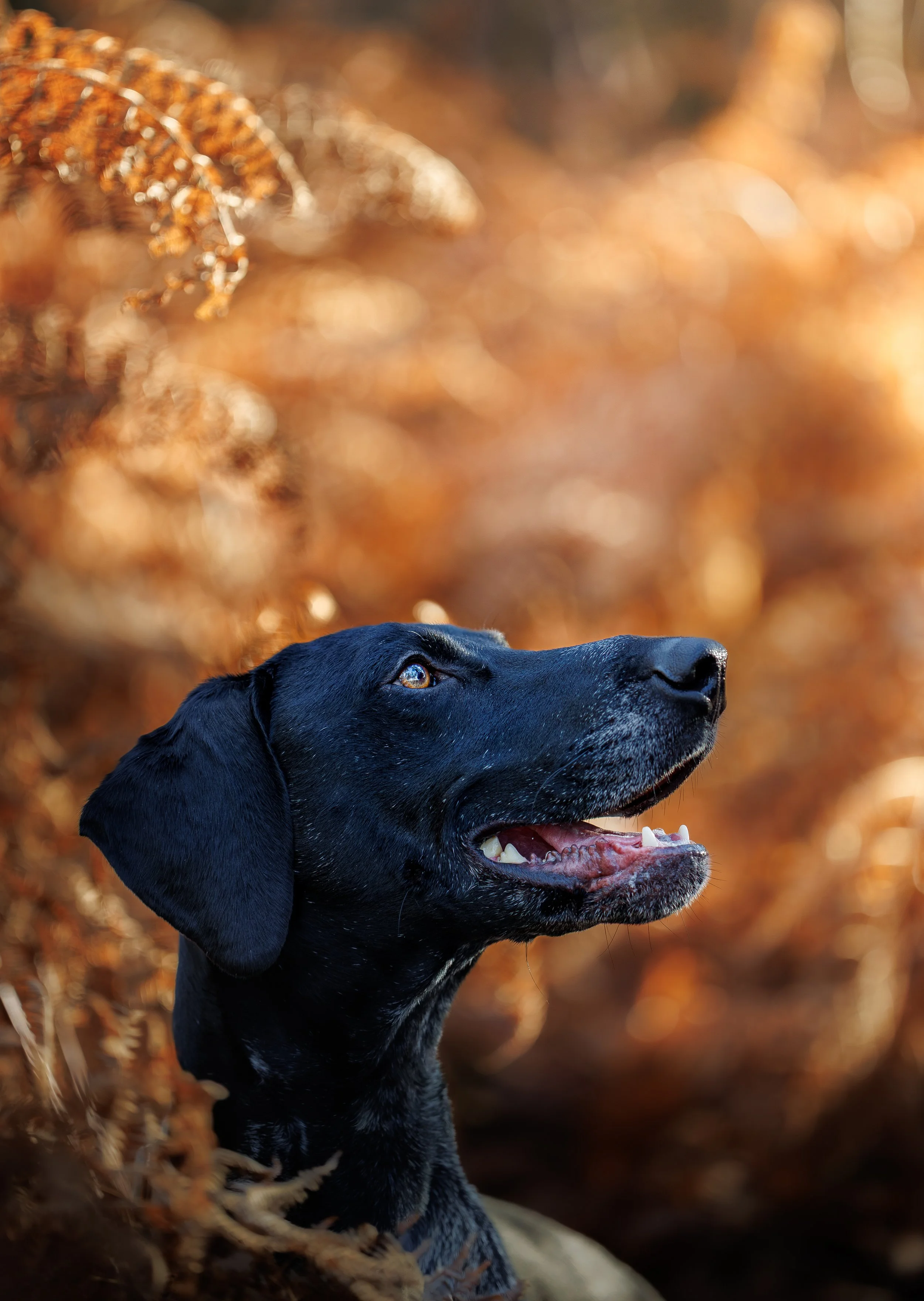 seance photo chien avec photographe canin le mans
