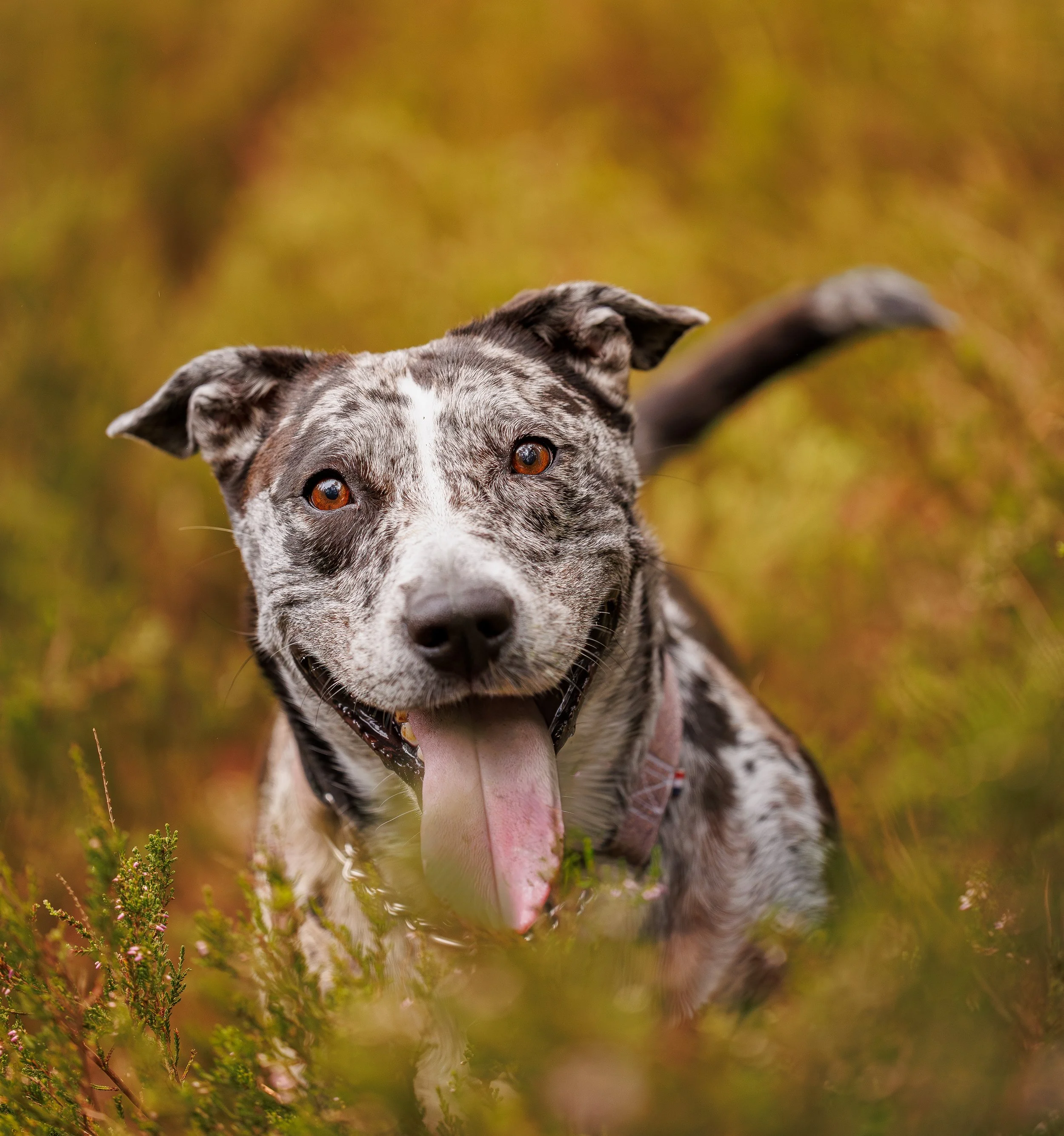 photographe chien le mans, Seance photo chien 