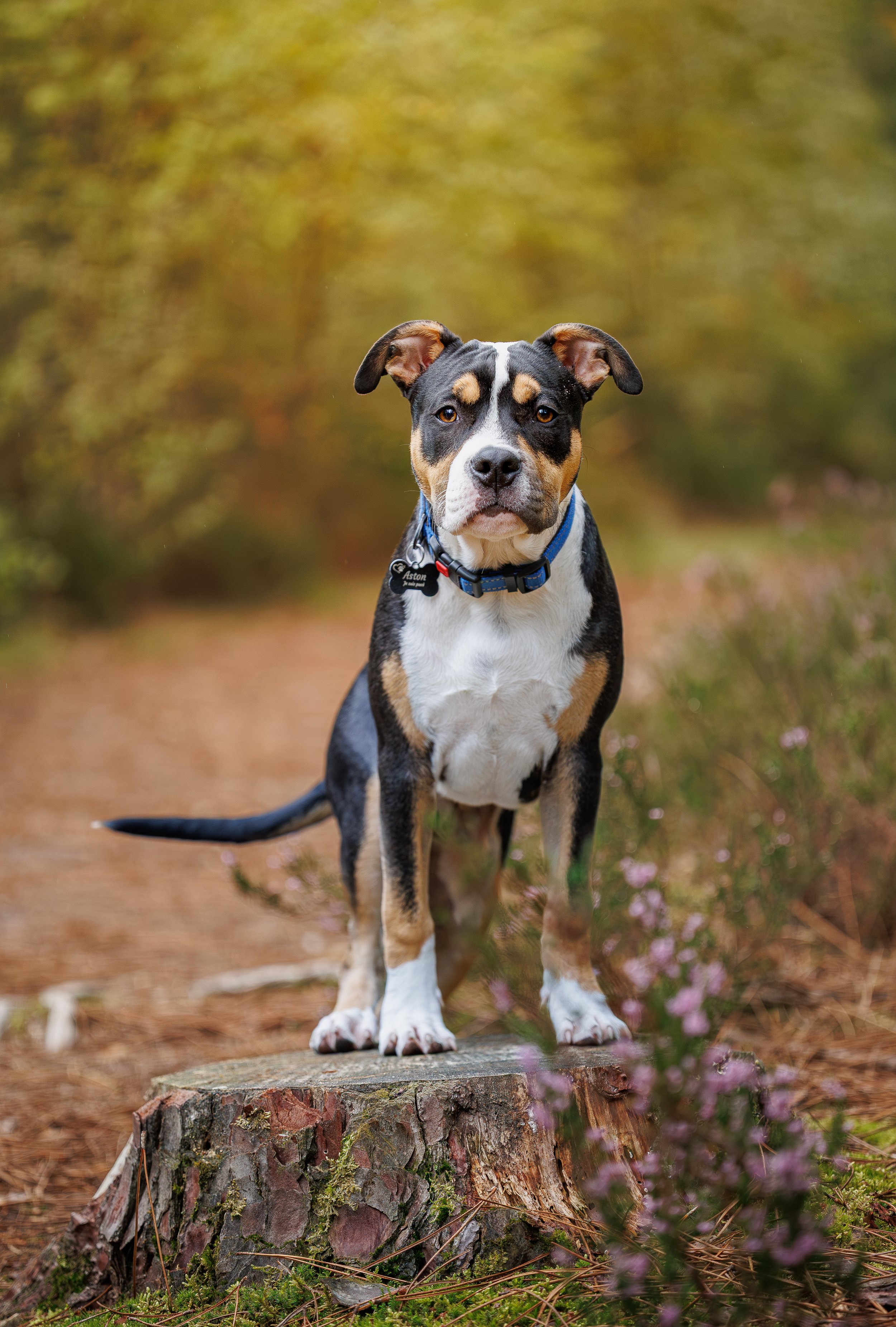photographe chien le mans, Seance photo chien 