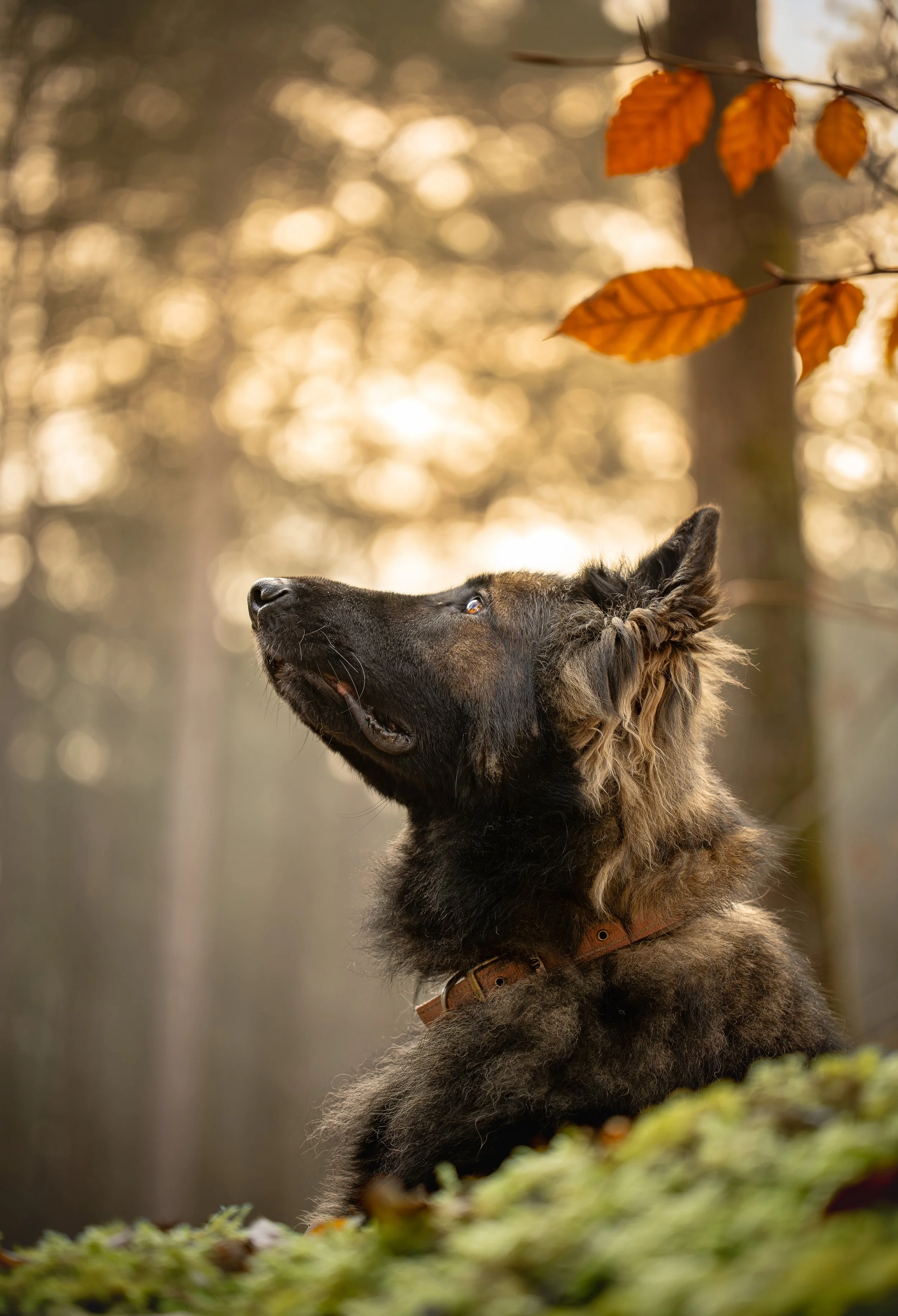 Un chien assis dans une forêt aux couleurs automnales, regardant vers le haut, avec des feuilles orange suspendues au-dessus de lui.