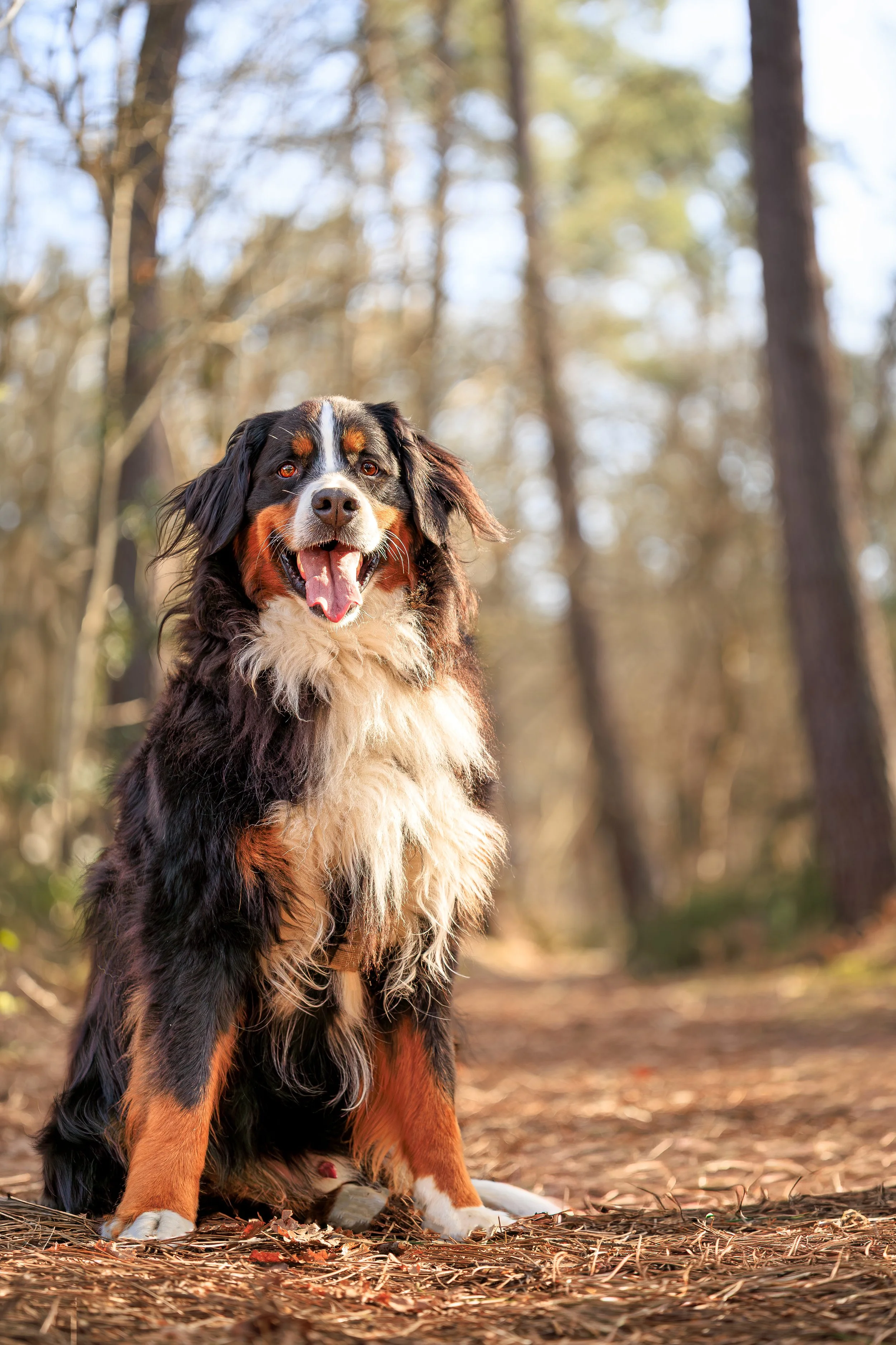 seance photo chien avec photographe canin le mans
