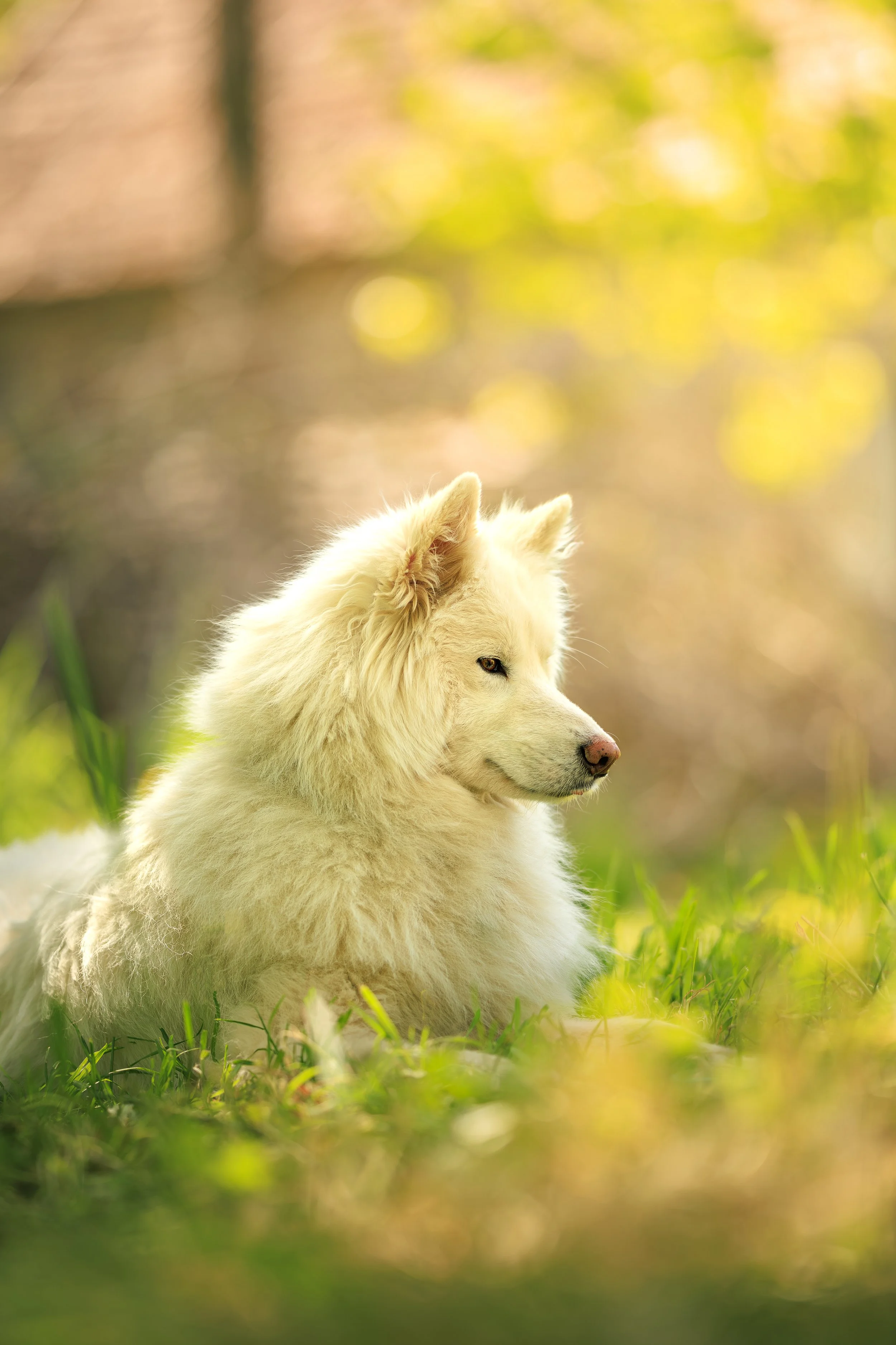 photographe canin le mans, photographe sarthe, portrait chien