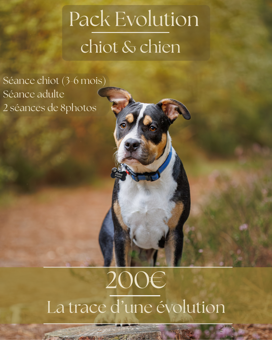 offre seance photographe canin le mans