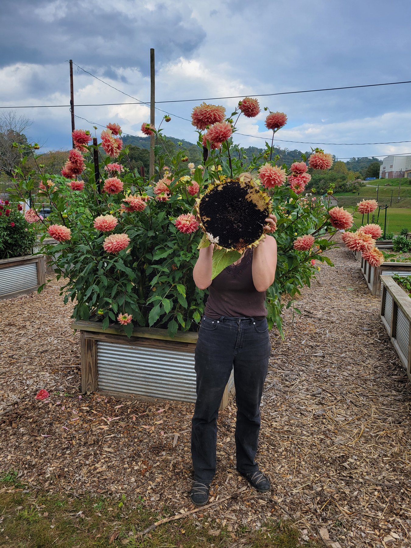 Person holding a sunflower face in the mitchell giving garden with blooming pink dahlias and plant beds in the background.