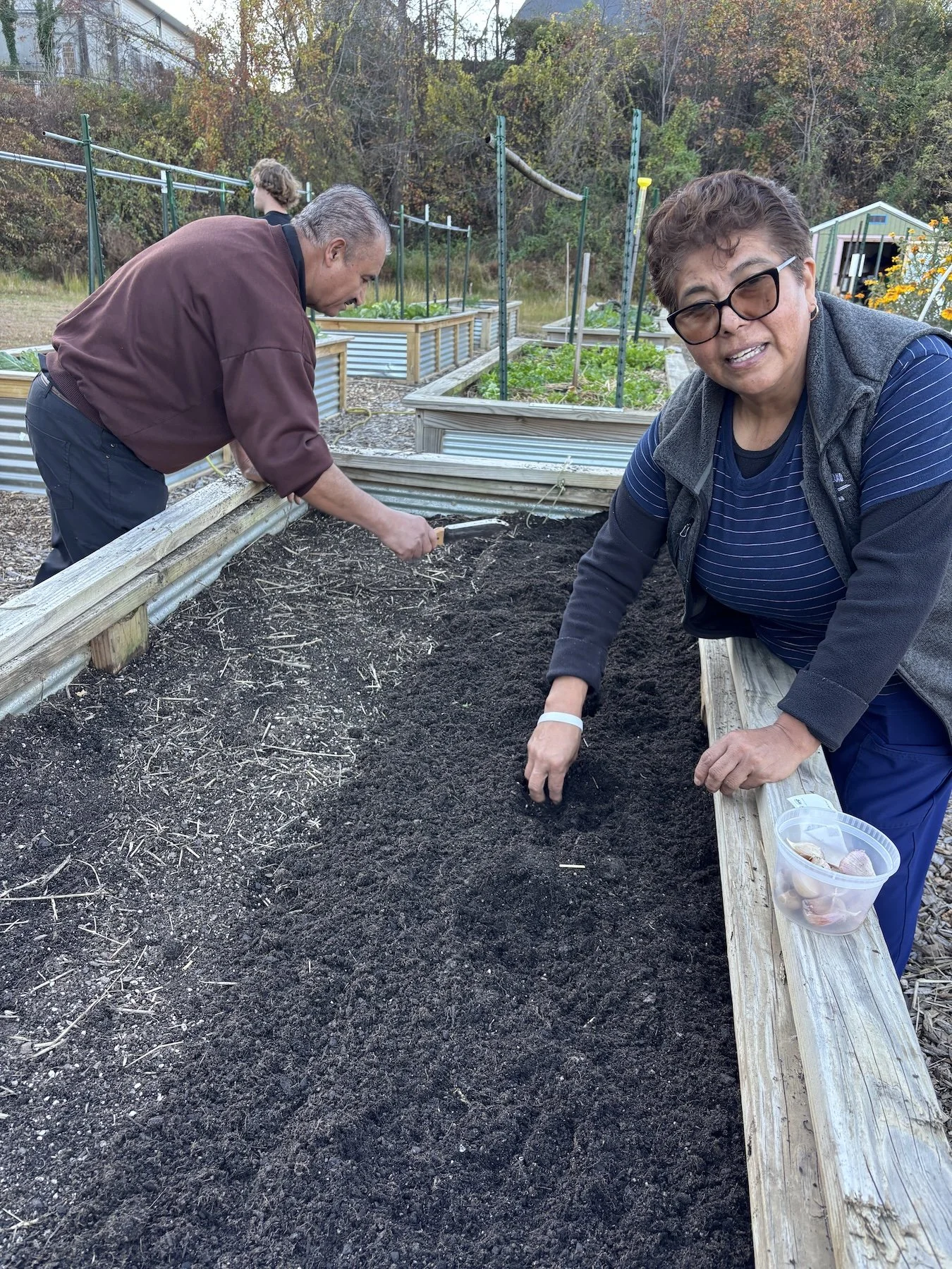 A hispanic man and woman plant garlic in a food production garden during the fall months in the evening time.